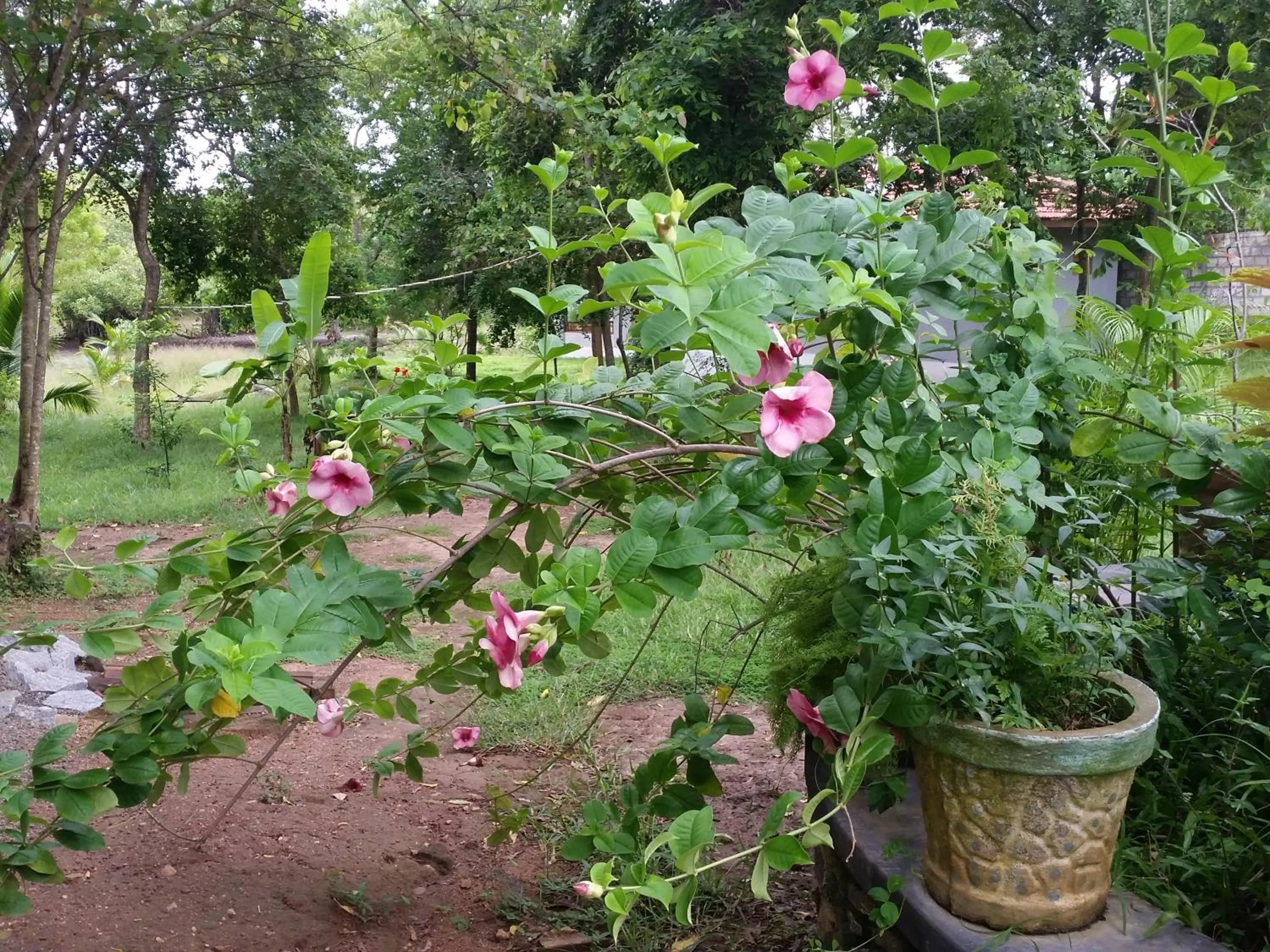 Garden view in Tranquality Chalets