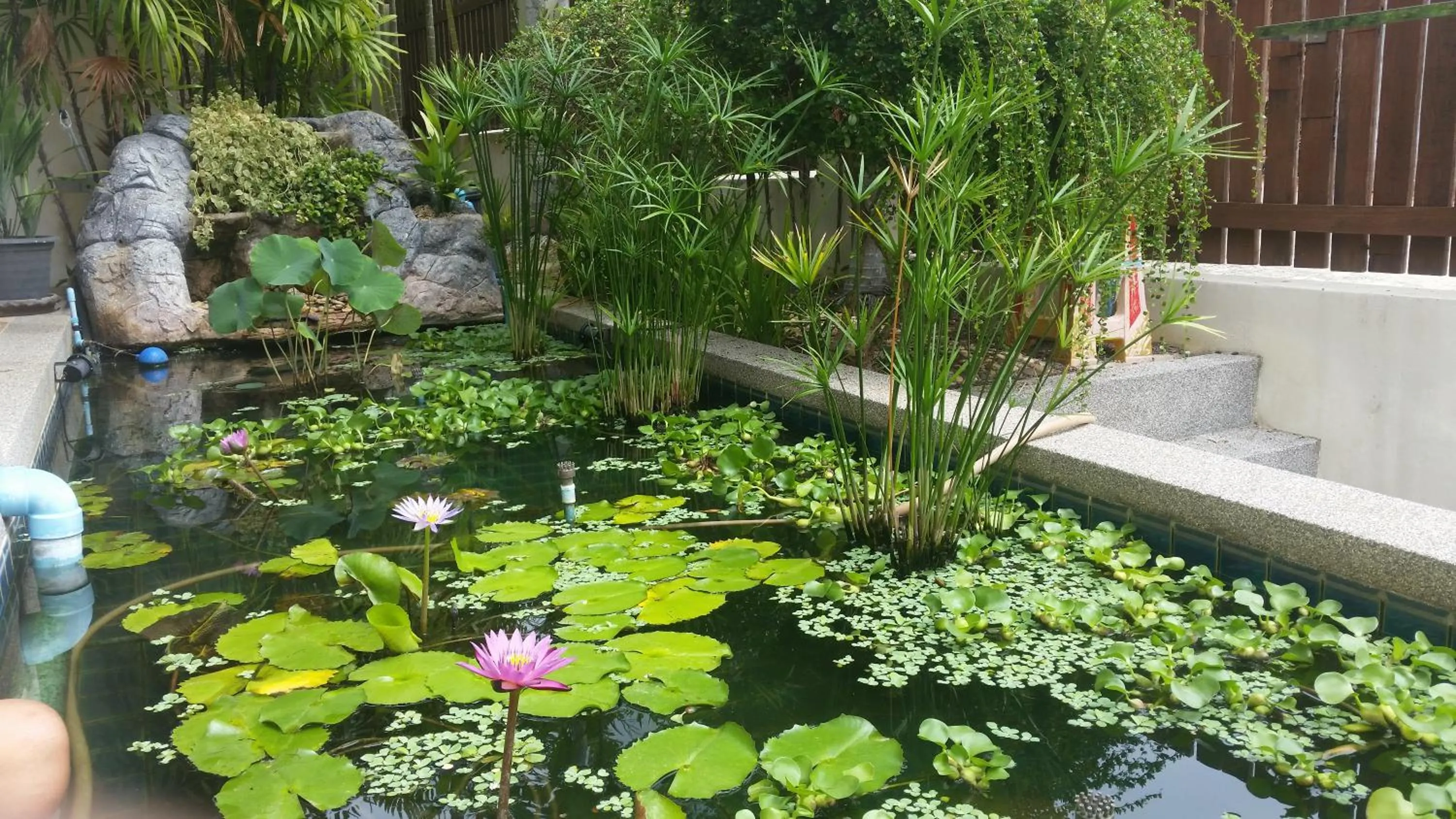 Garden in ViewPoint Villa