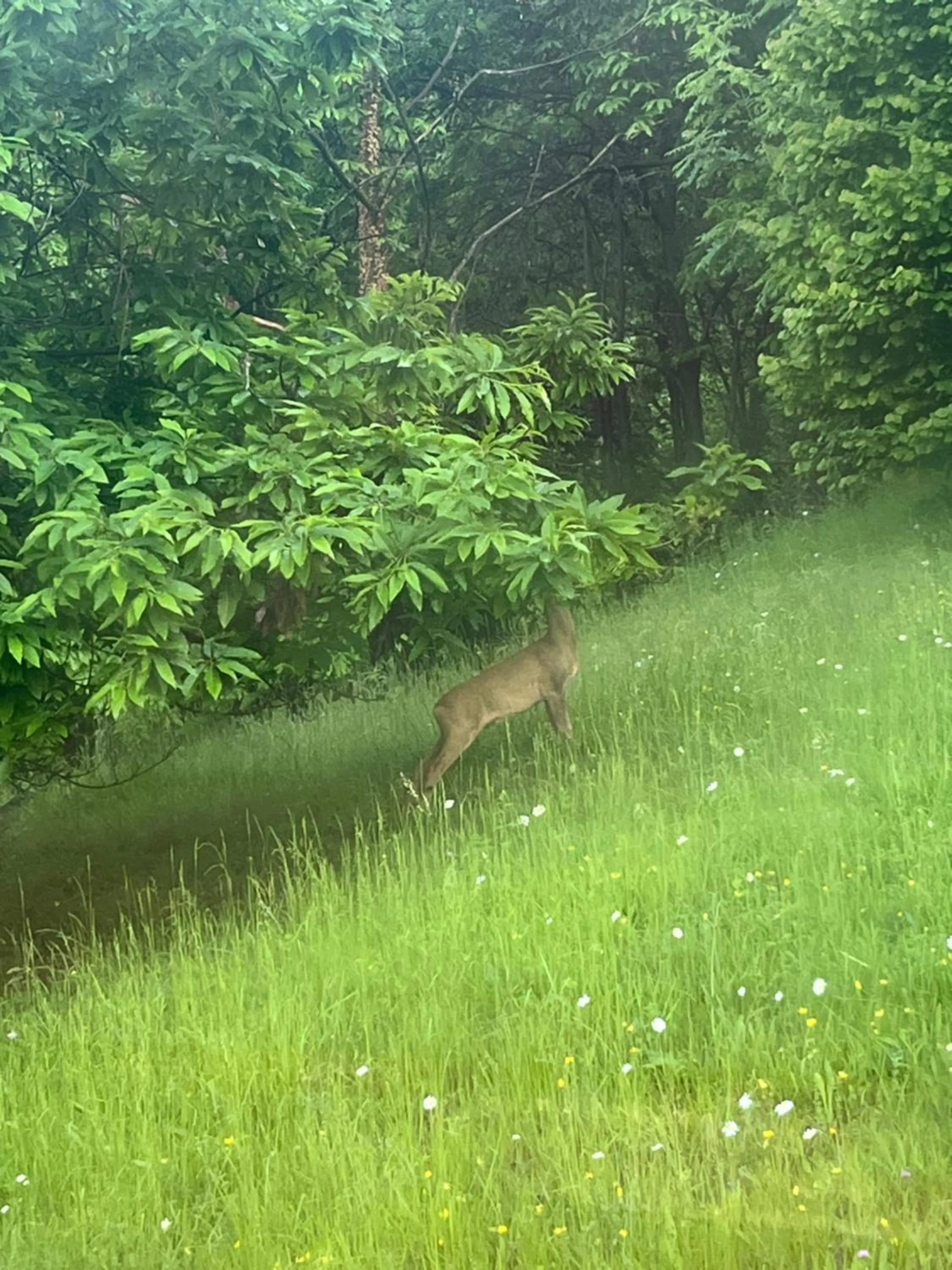 Spring, Other Animals in Il Bosco Incantato