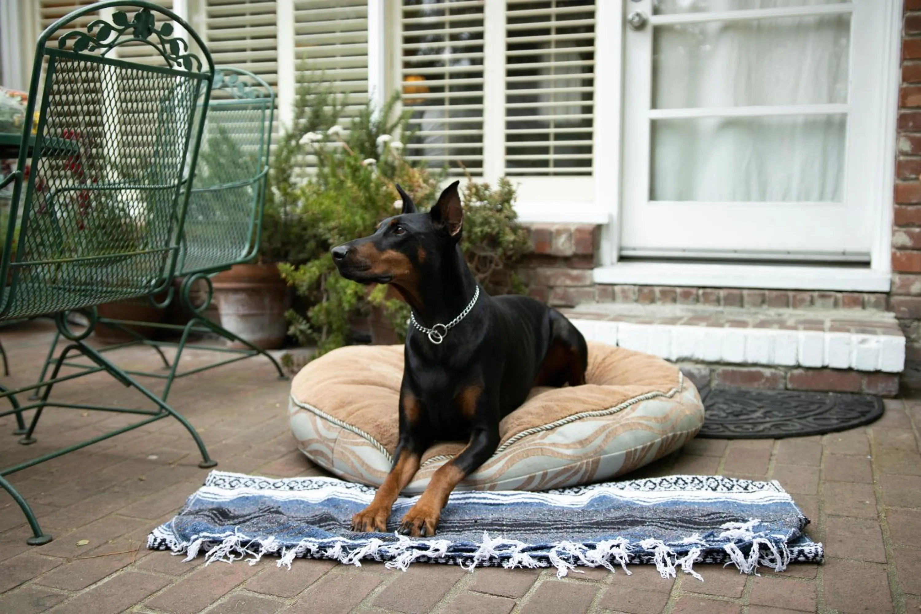 Pets in Carmel Garden Inn