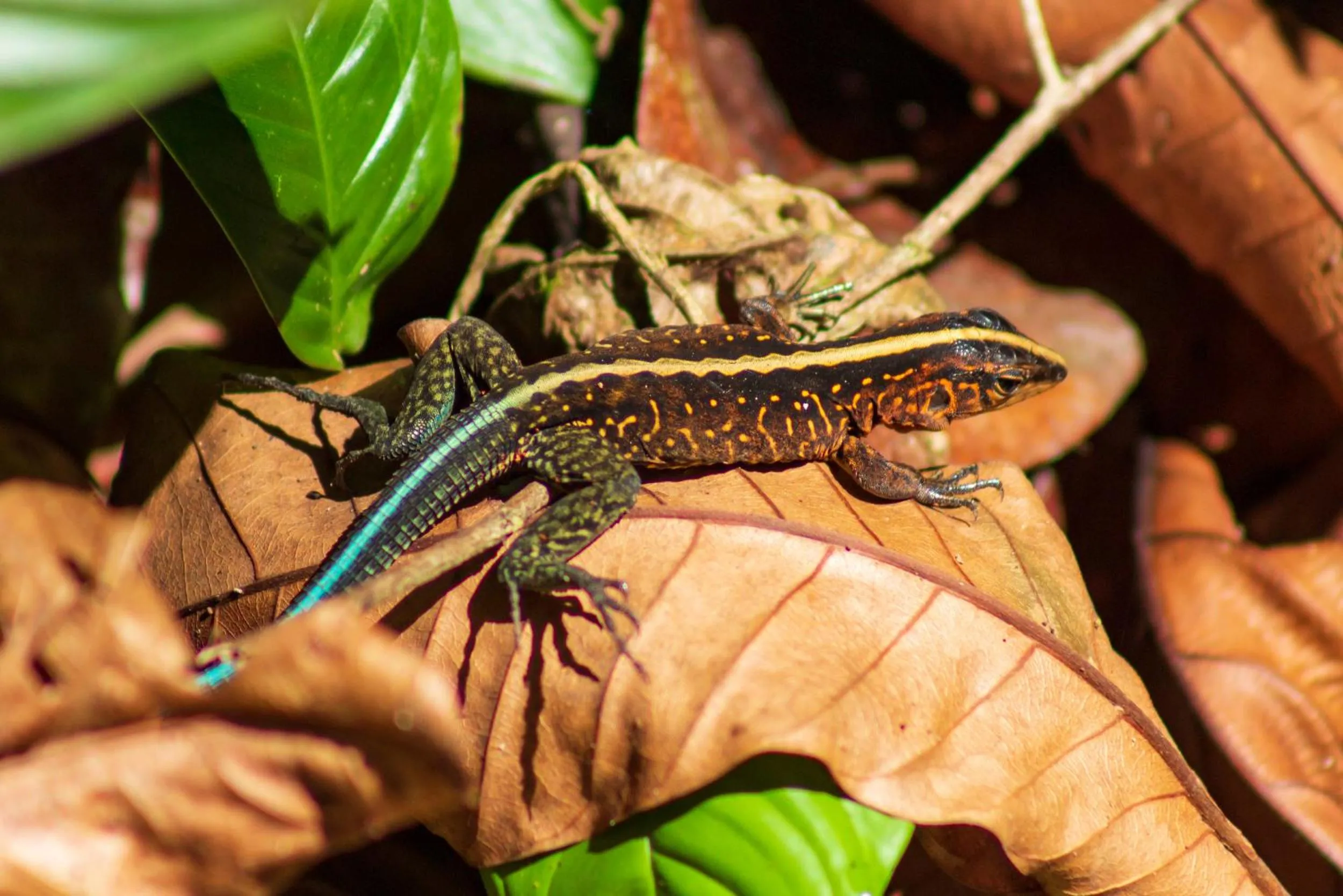 Animals in Las Caletas Lodge