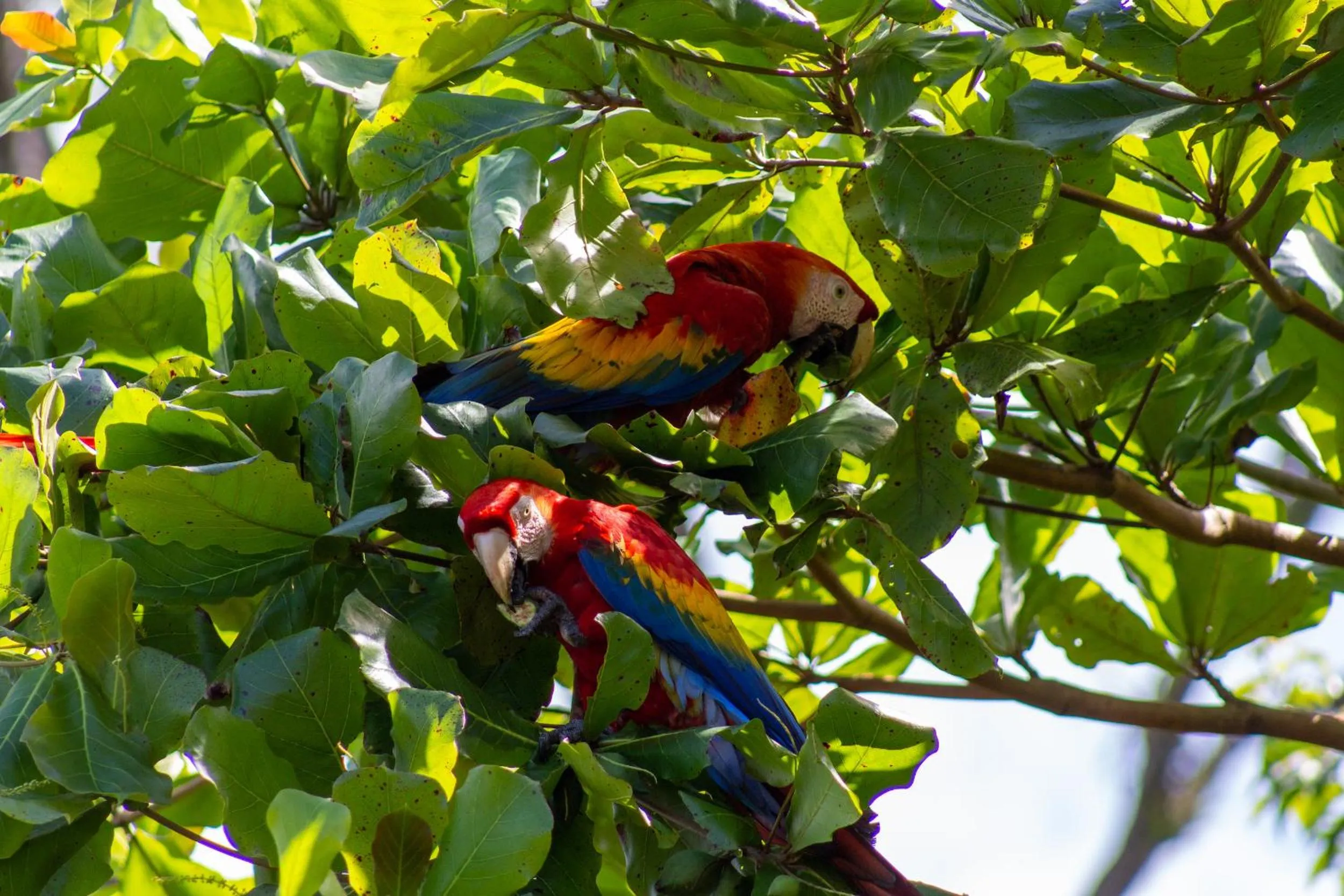 Animals in Las Caletas Lodge