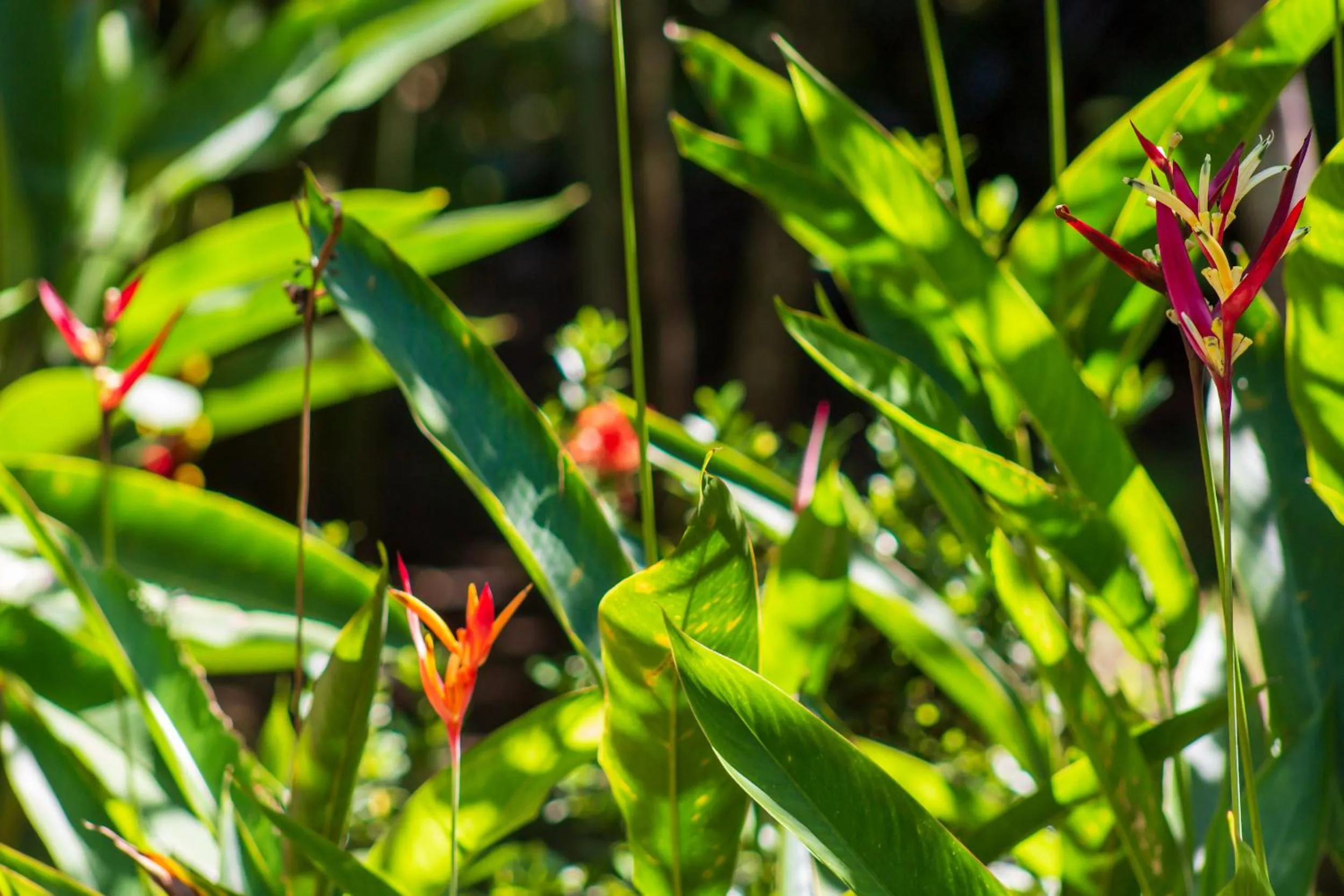 Garden in Las Caletas Lodge