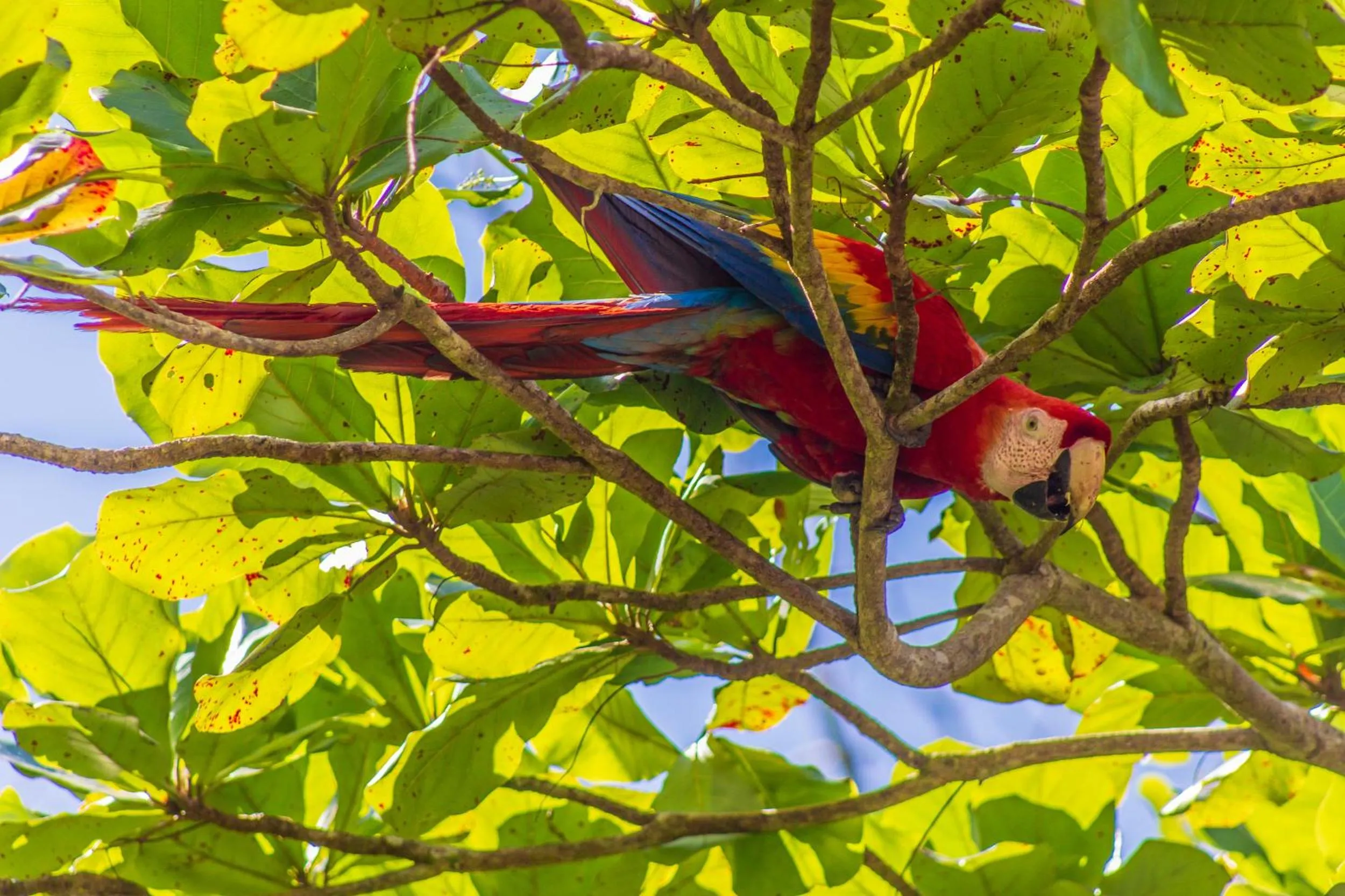 Animals in Las Caletas Lodge