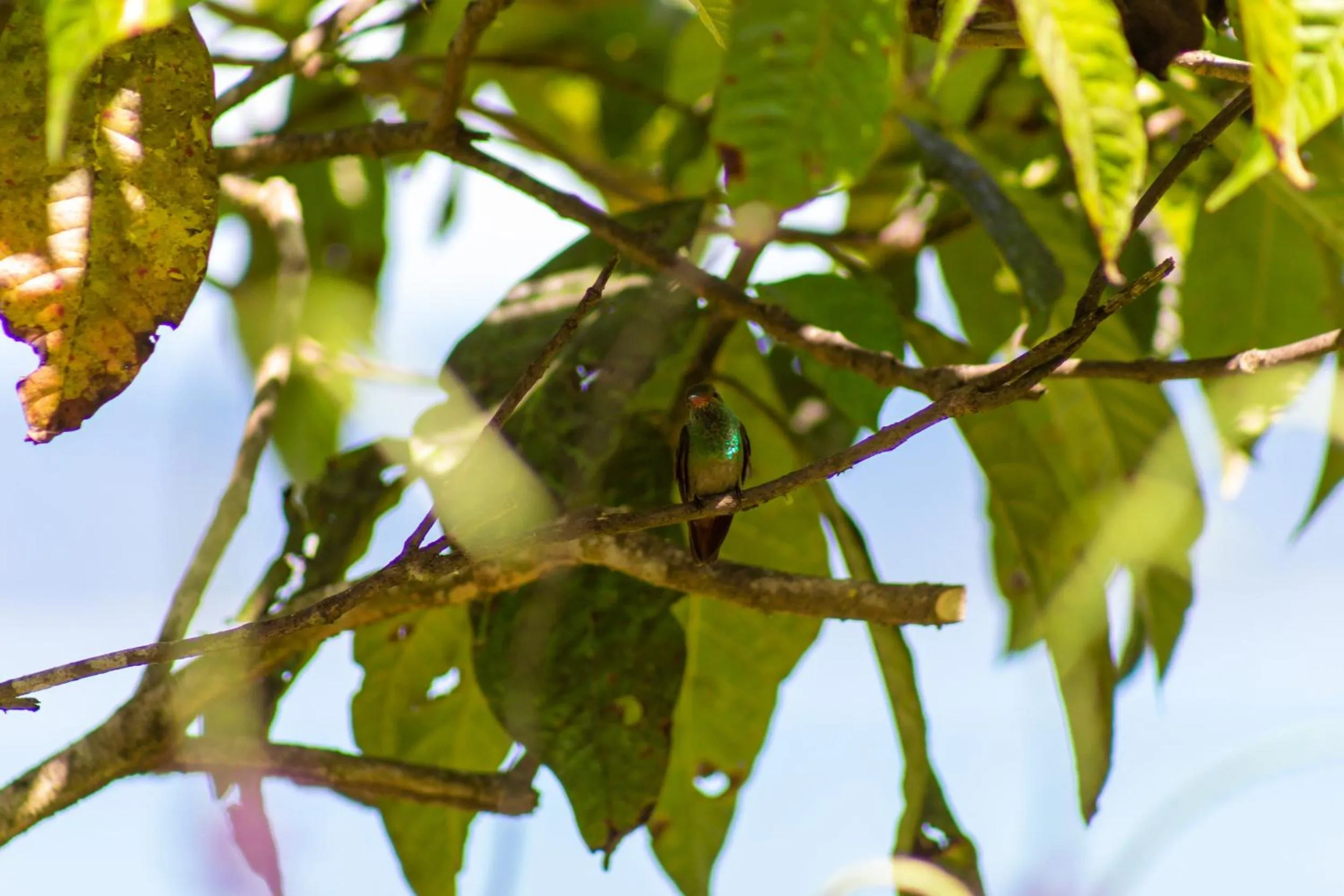 Animals in Las Caletas Lodge