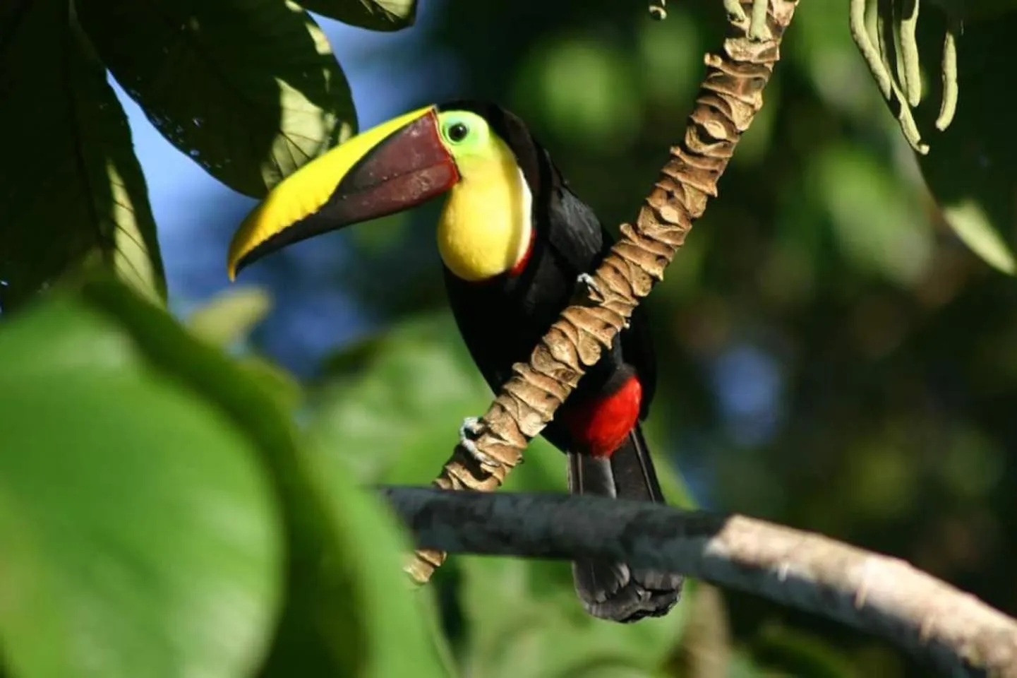 Animals in Las Caletas Lodge
