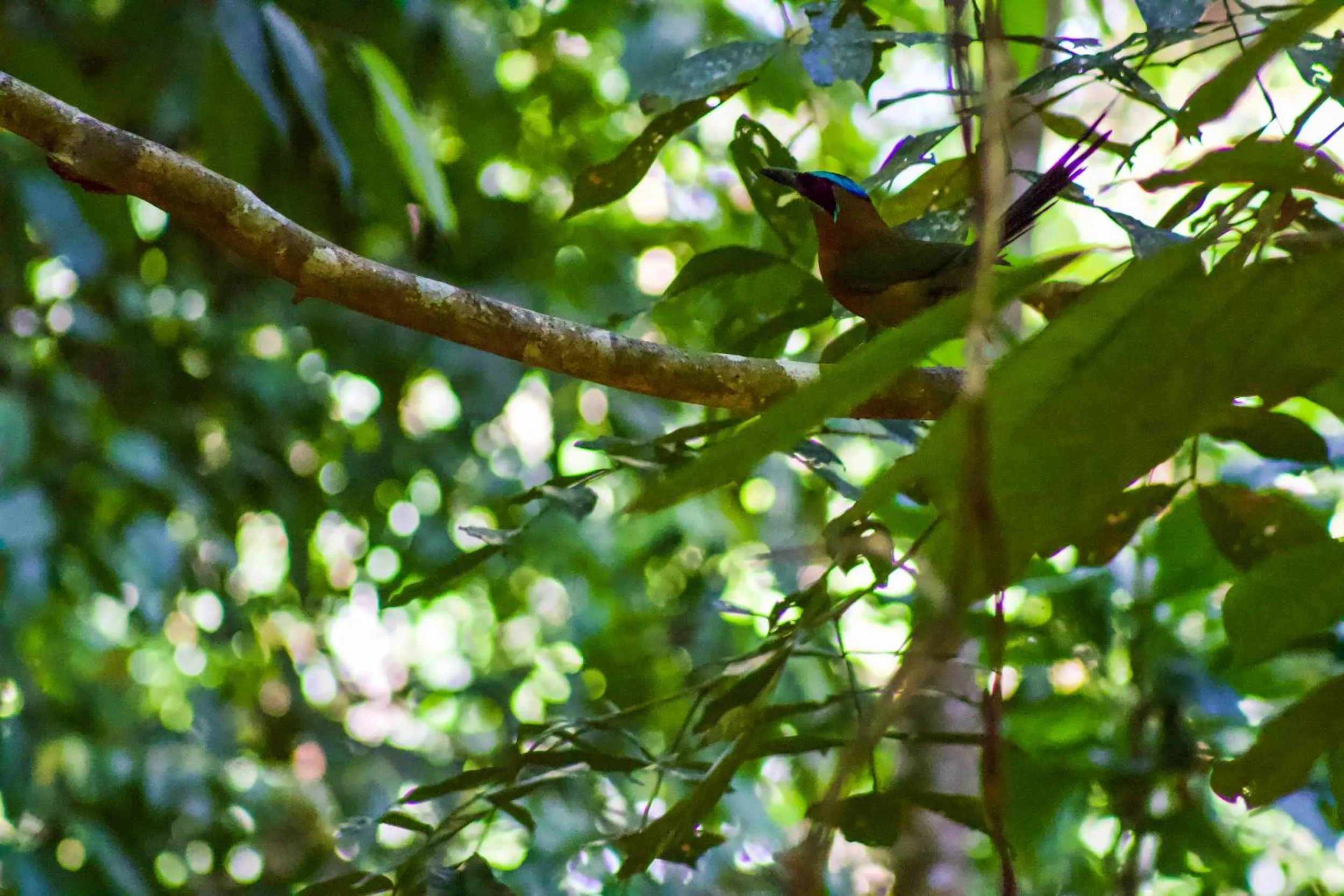 Animals in Las Caletas Lodge