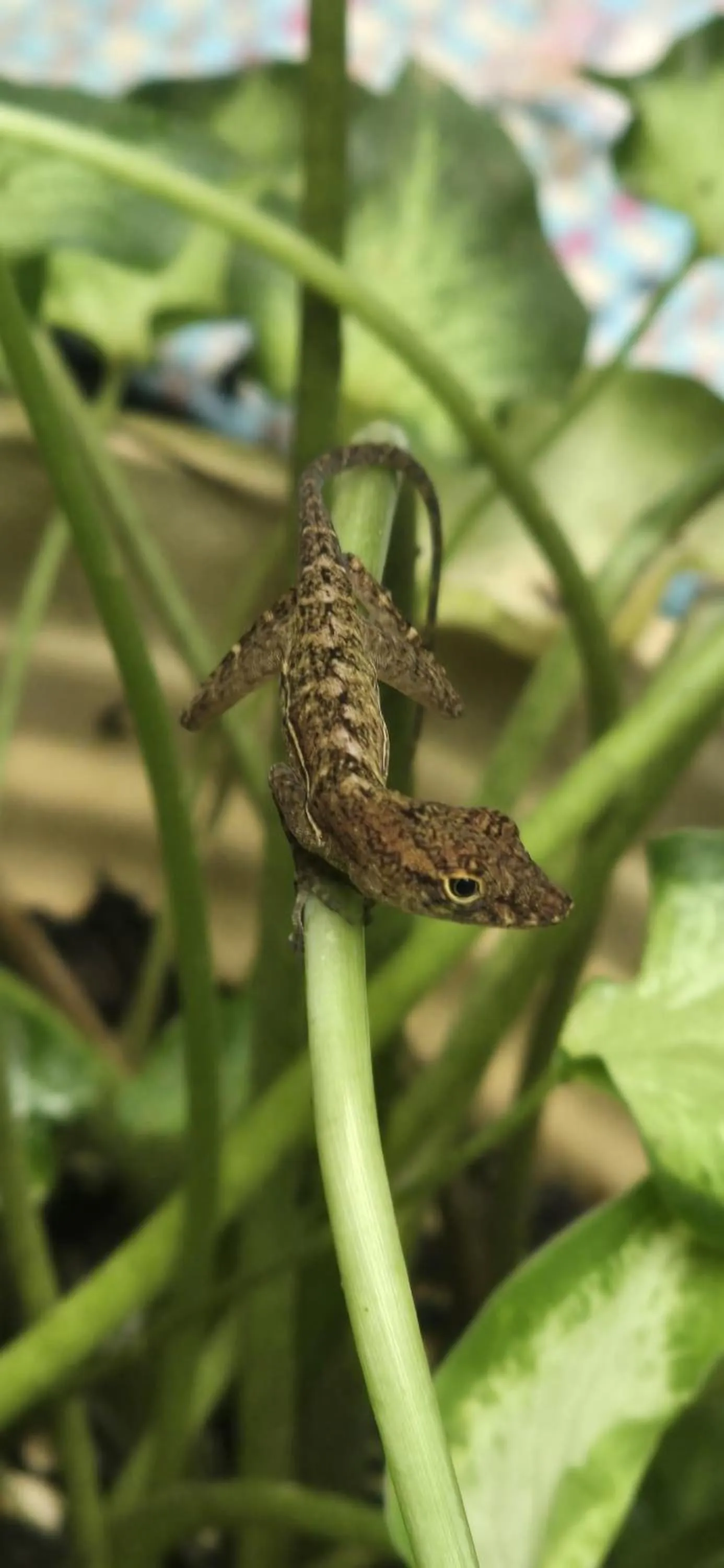 Animals in Las Caletas Lodge