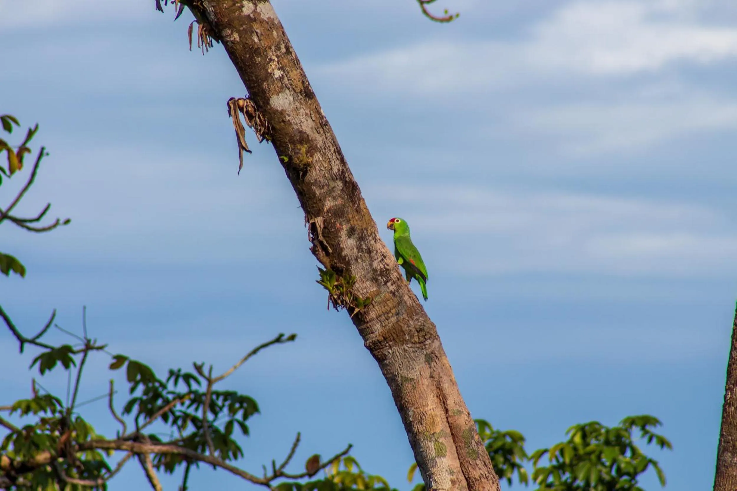 Animals in Las Caletas Lodge