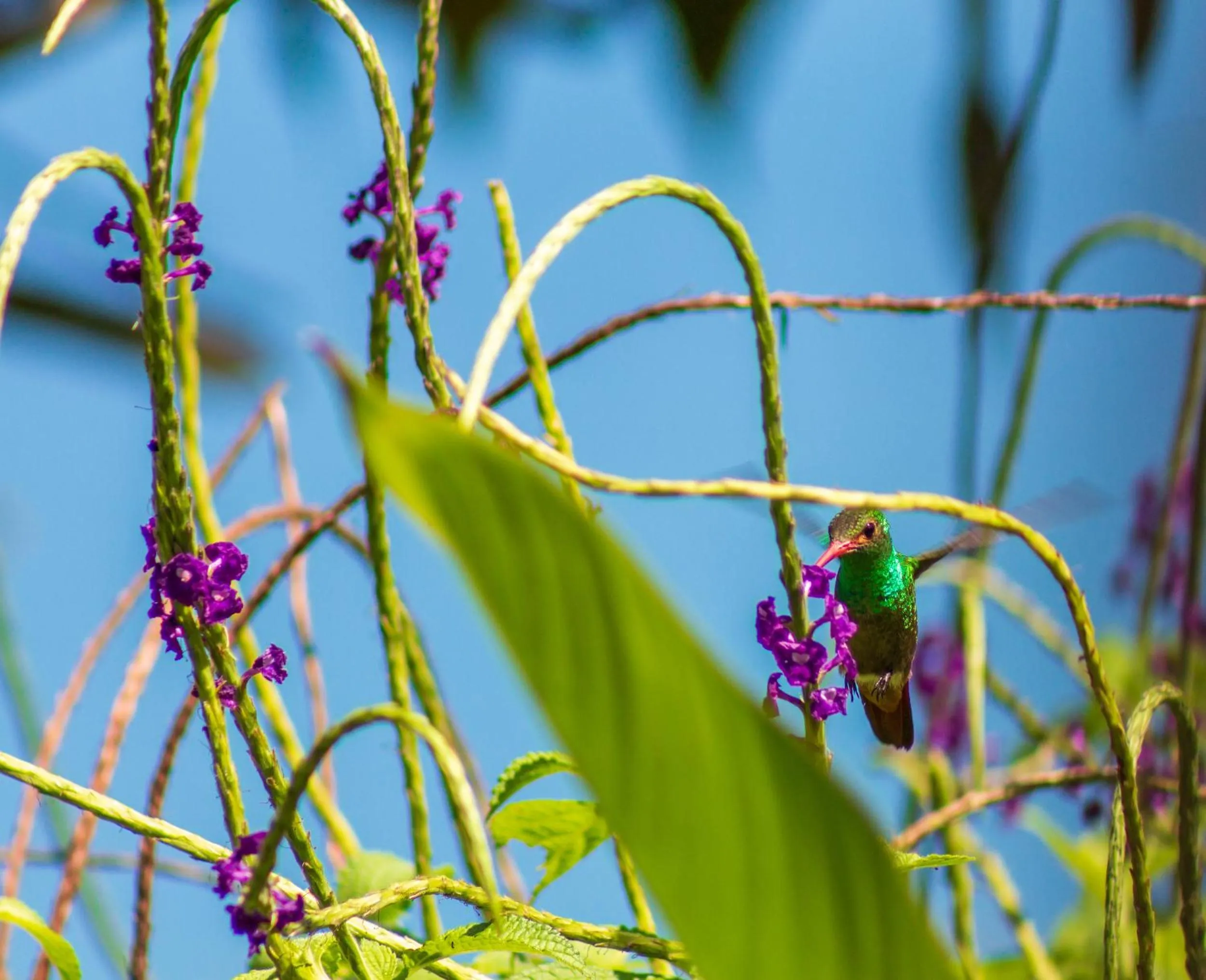Animals in Las Caletas Lodge