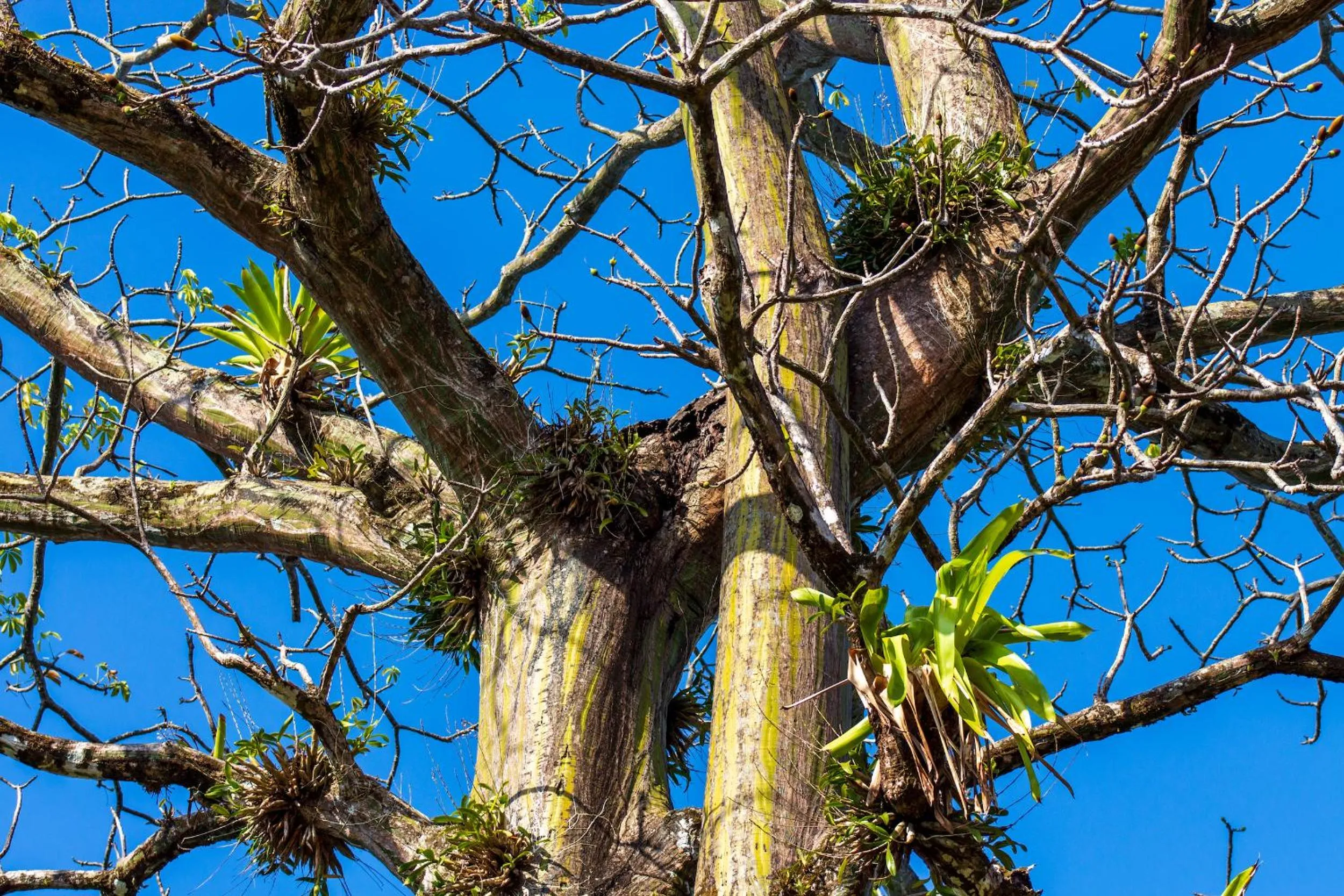 Garden in Las Caletas Lodge