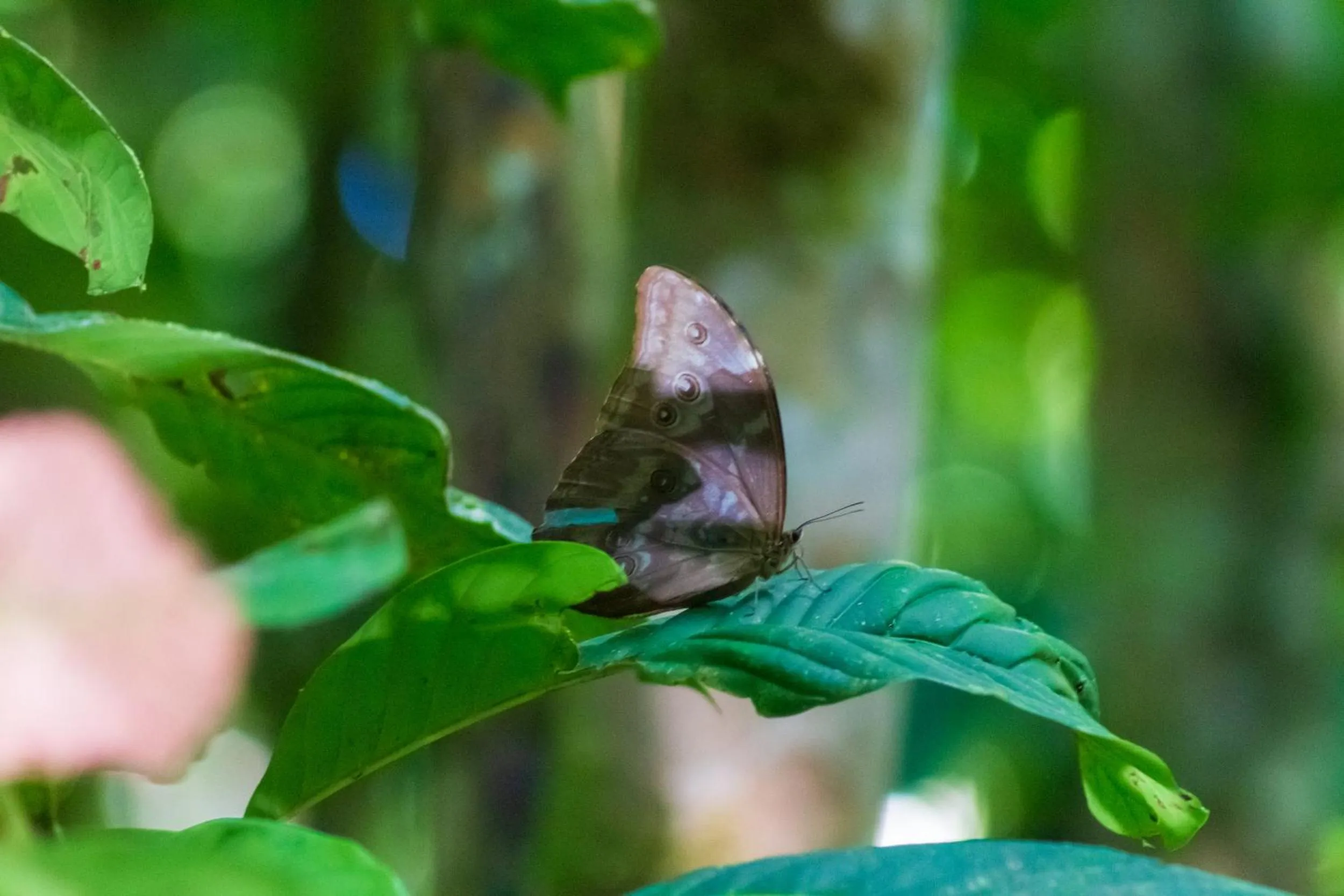 Animals in Las Caletas Lodge