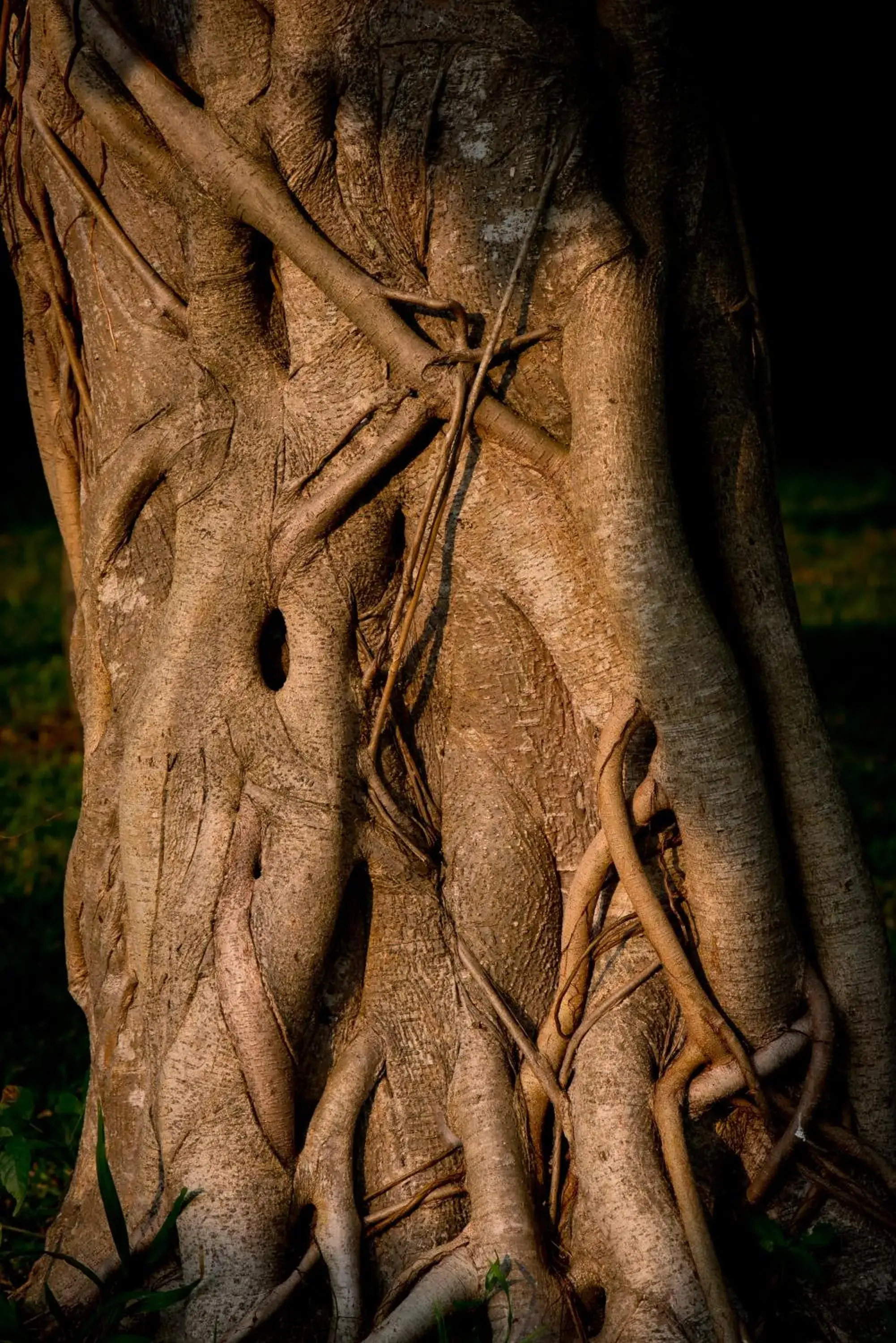 Property building in Purity at Lake Vembanad Property building in Purity at Lake Vembanad