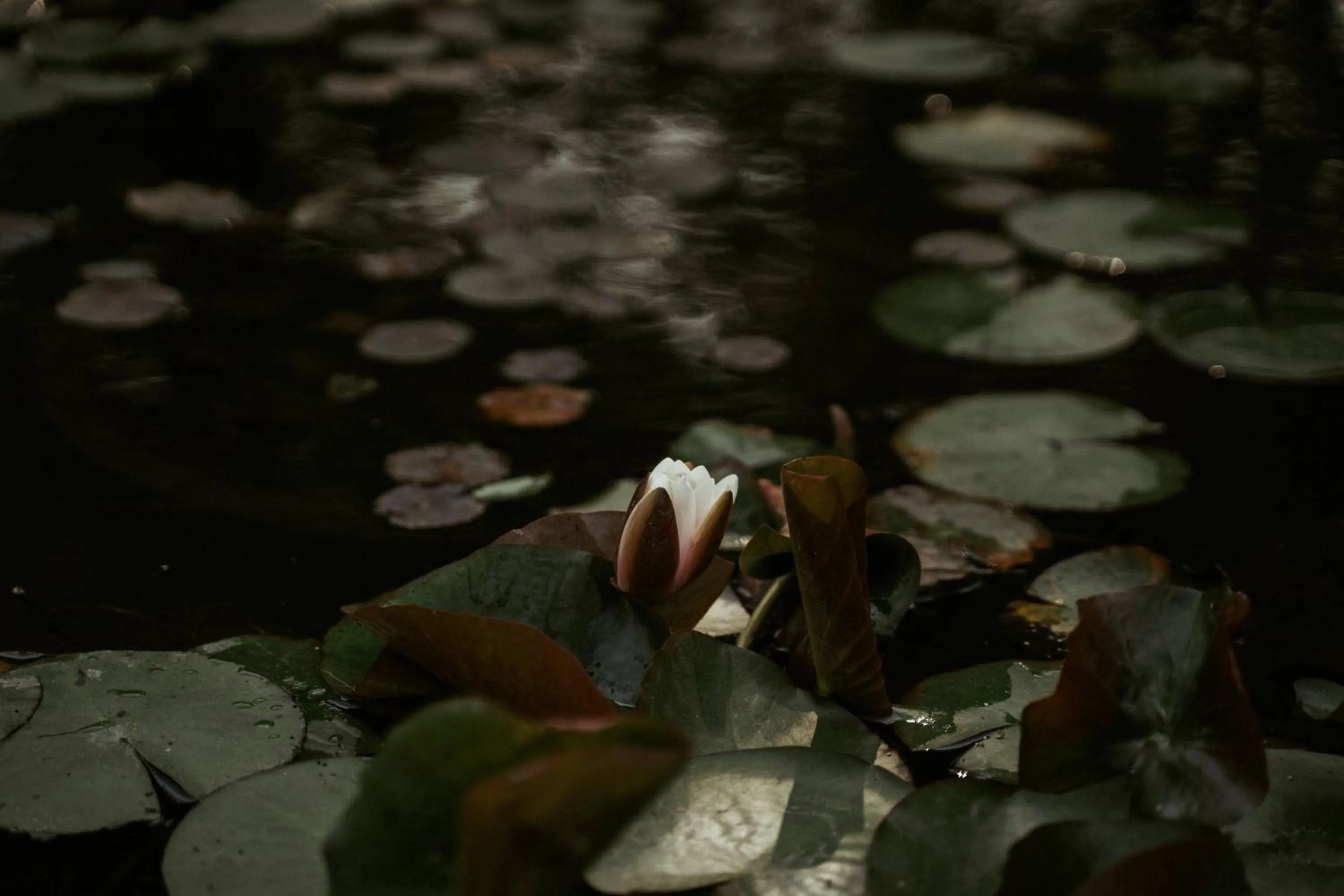 Dwarika's Sanctuary - A Himalayan Wellness Retreat