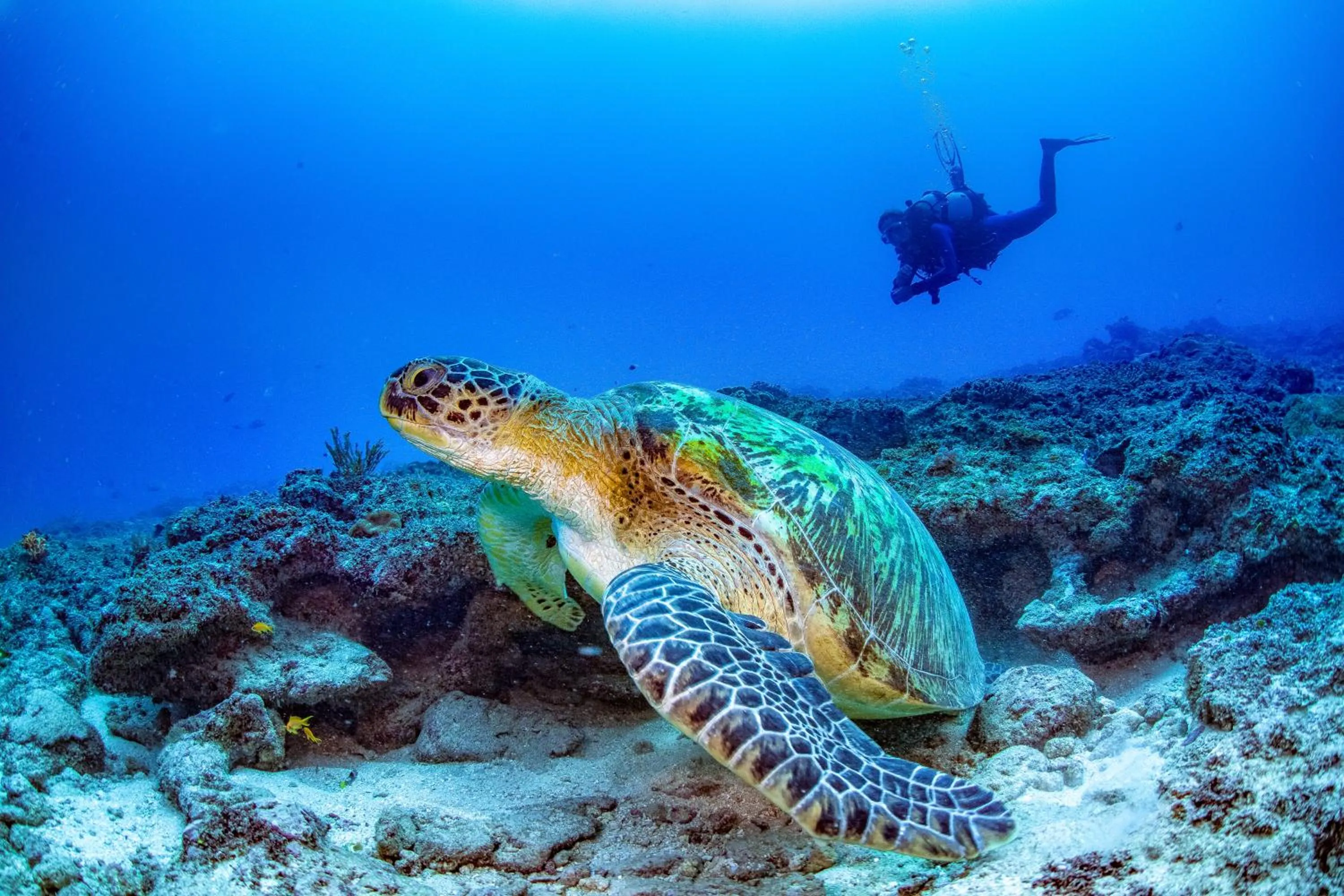 Diving in Nomad Beach Resort