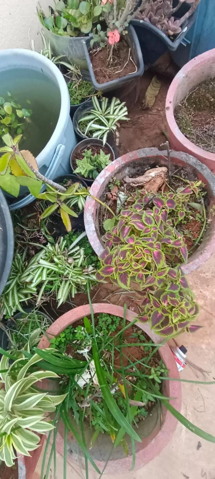 Garden in Prince residency Venue