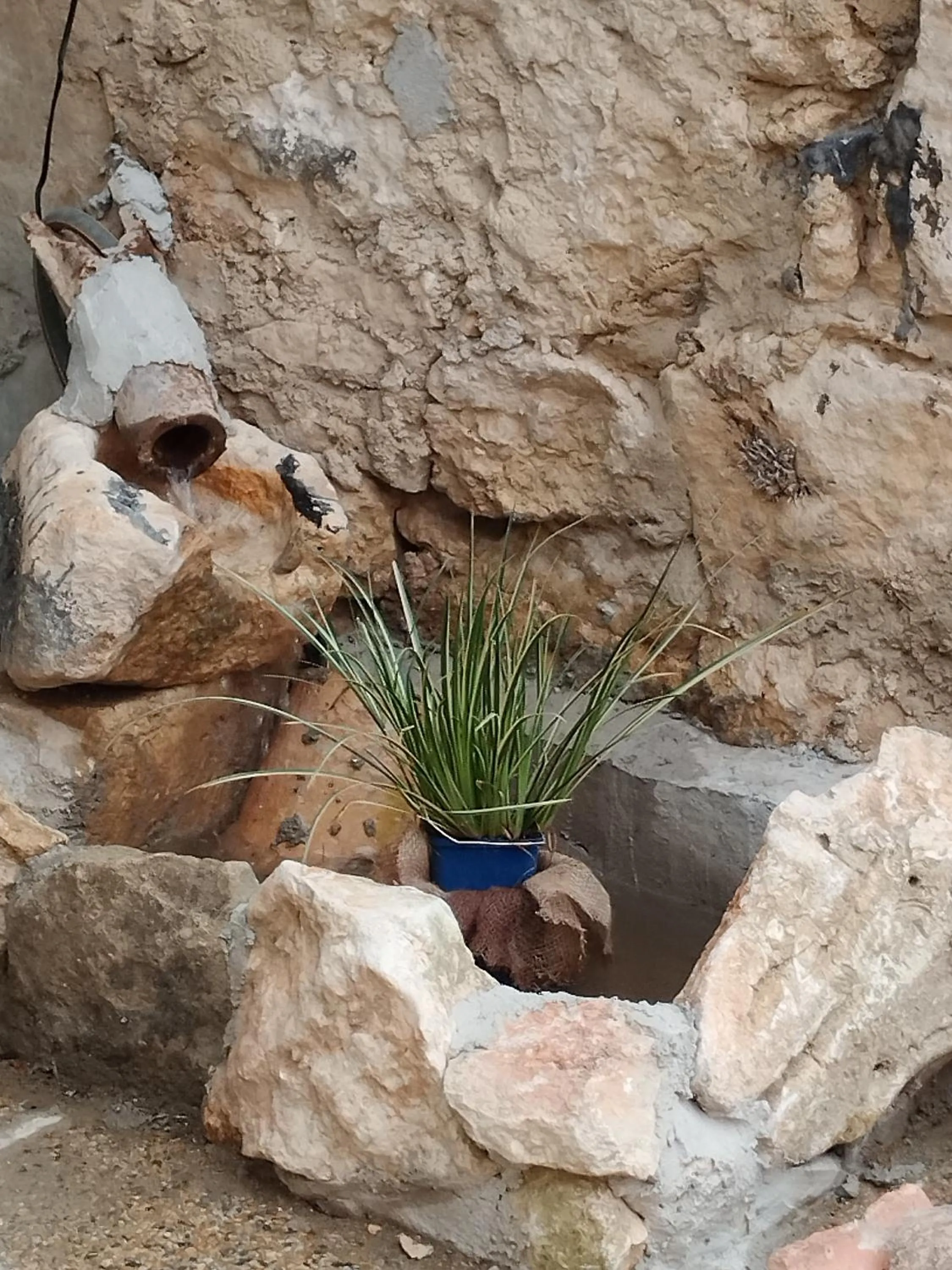 Garden in L atelier de RAYMOND