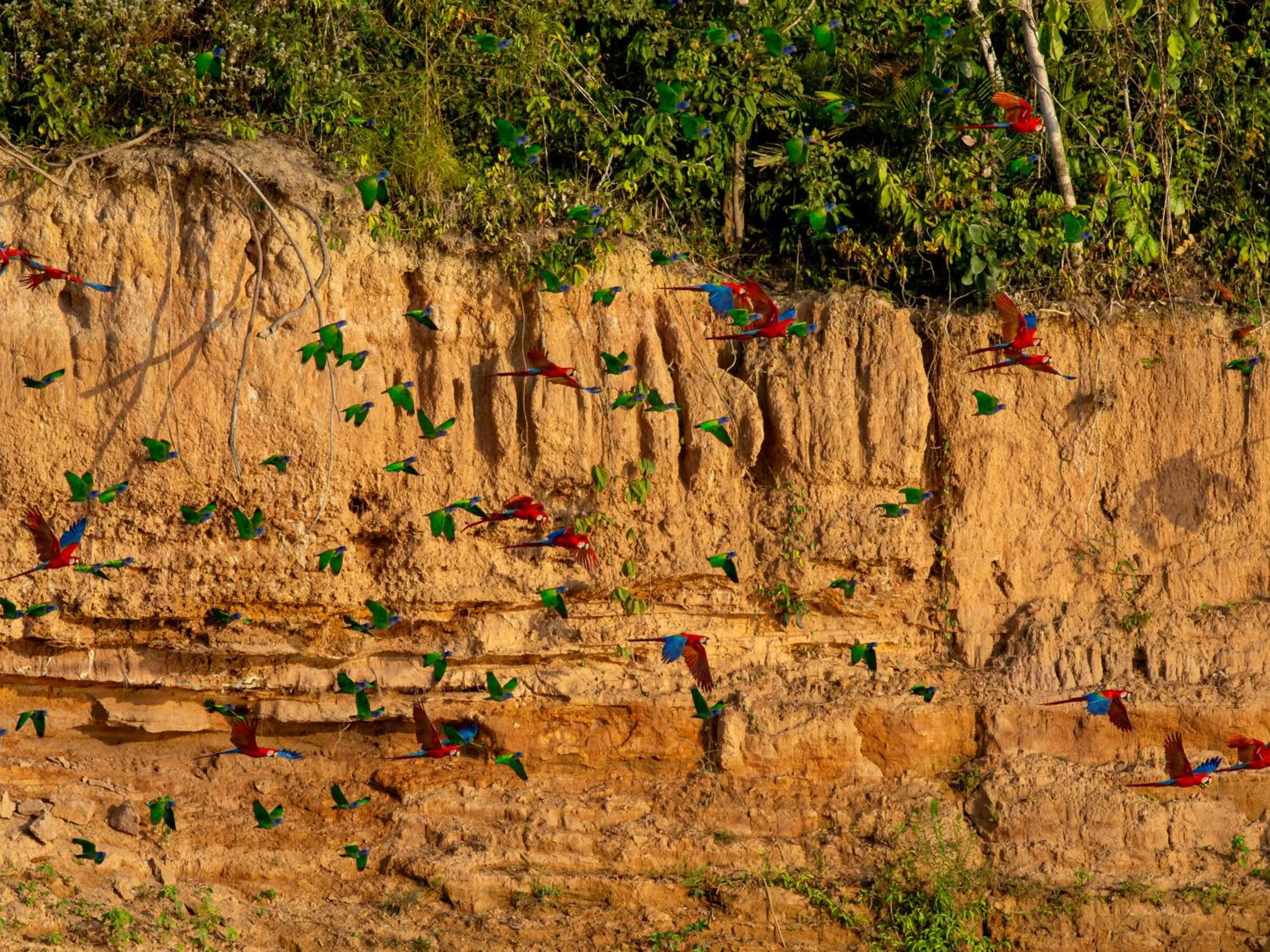 Natural landscape in Refugio Amazonas Lodge