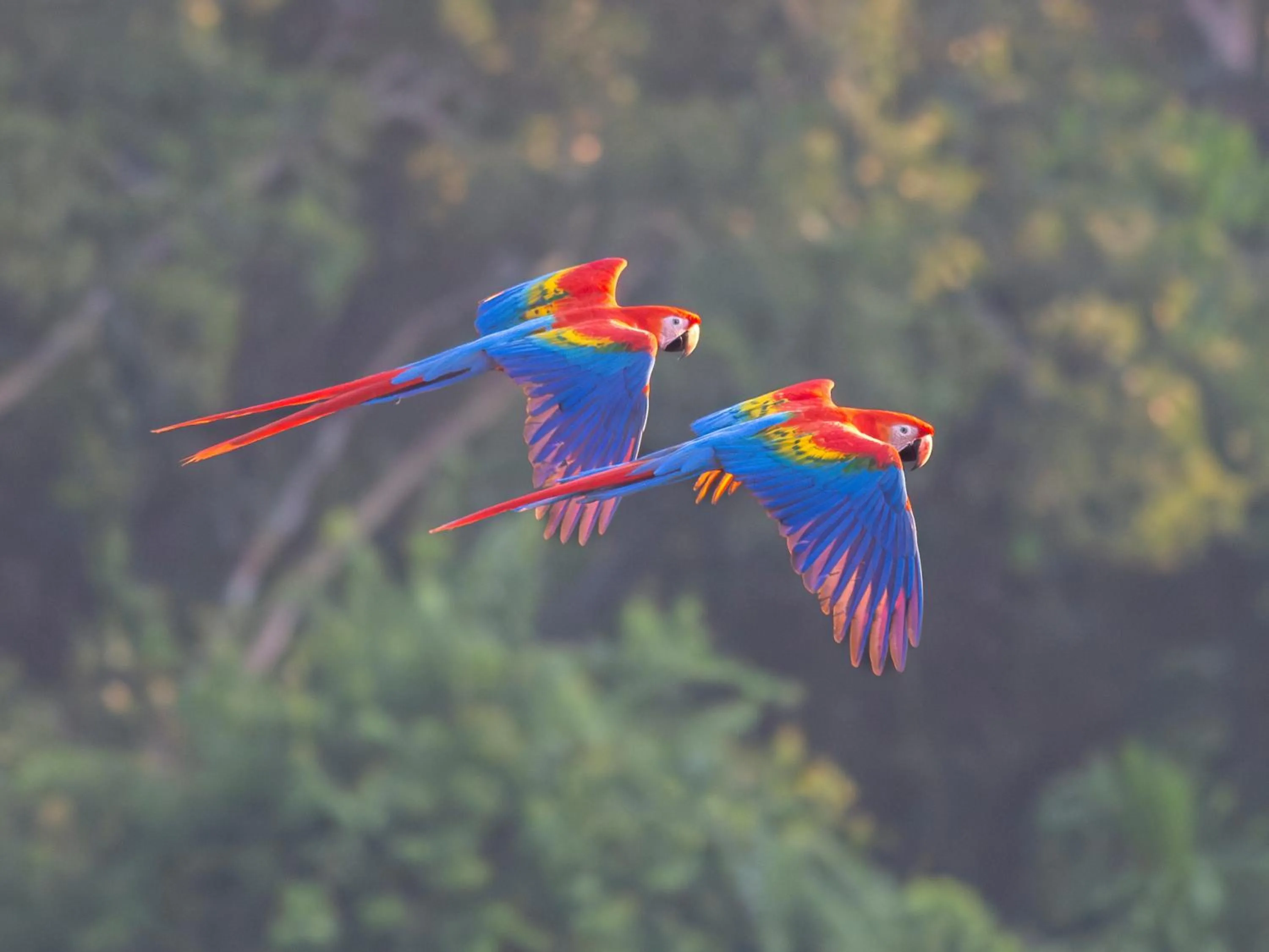 Natural landscape in Refugio Amazonas Lodge