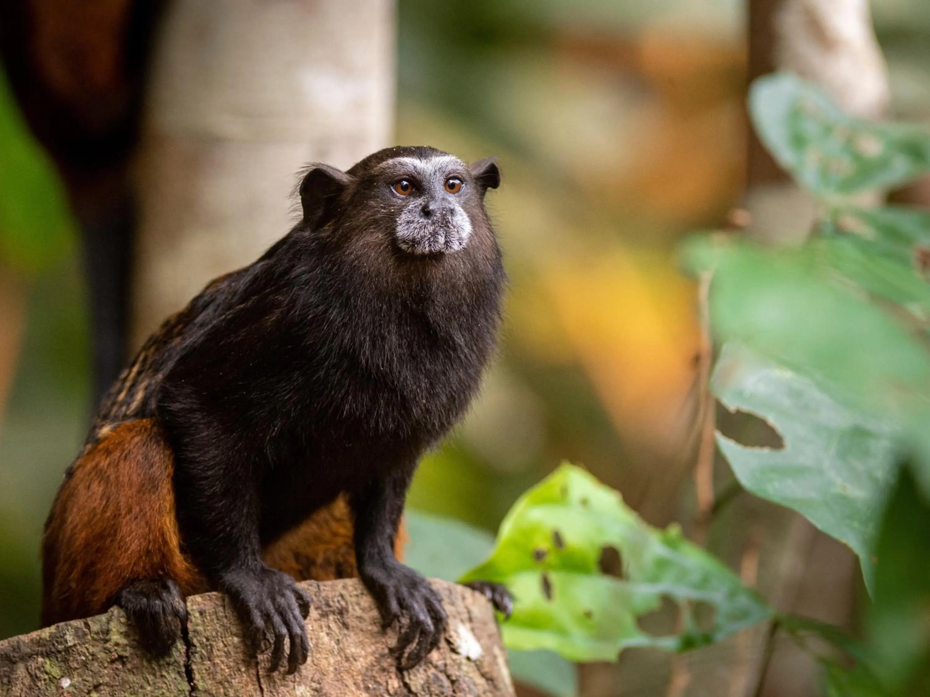 Animals in Refugio Amazonas Lodge