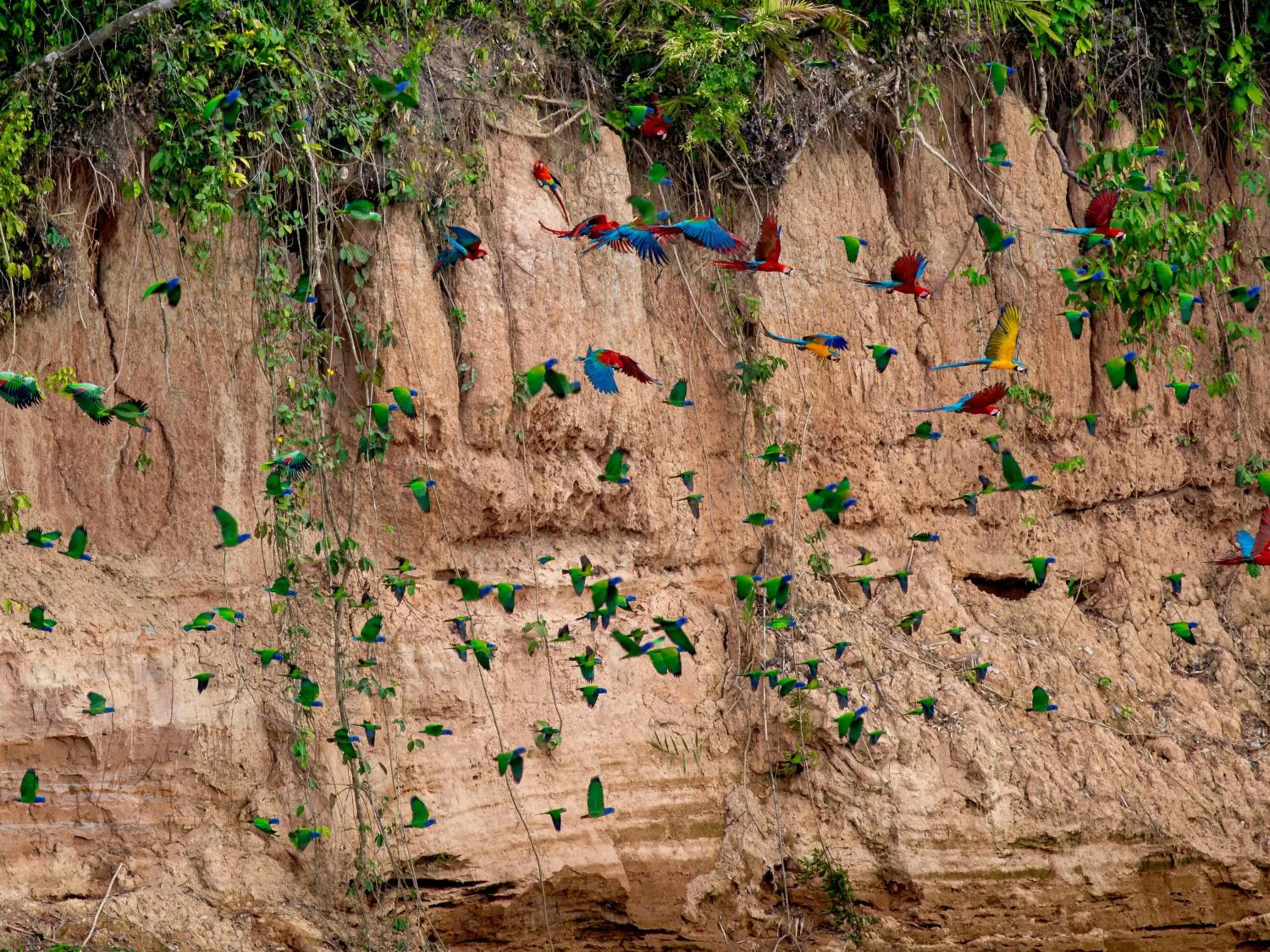 Natural landscape in Refugio Amazonas Lodge