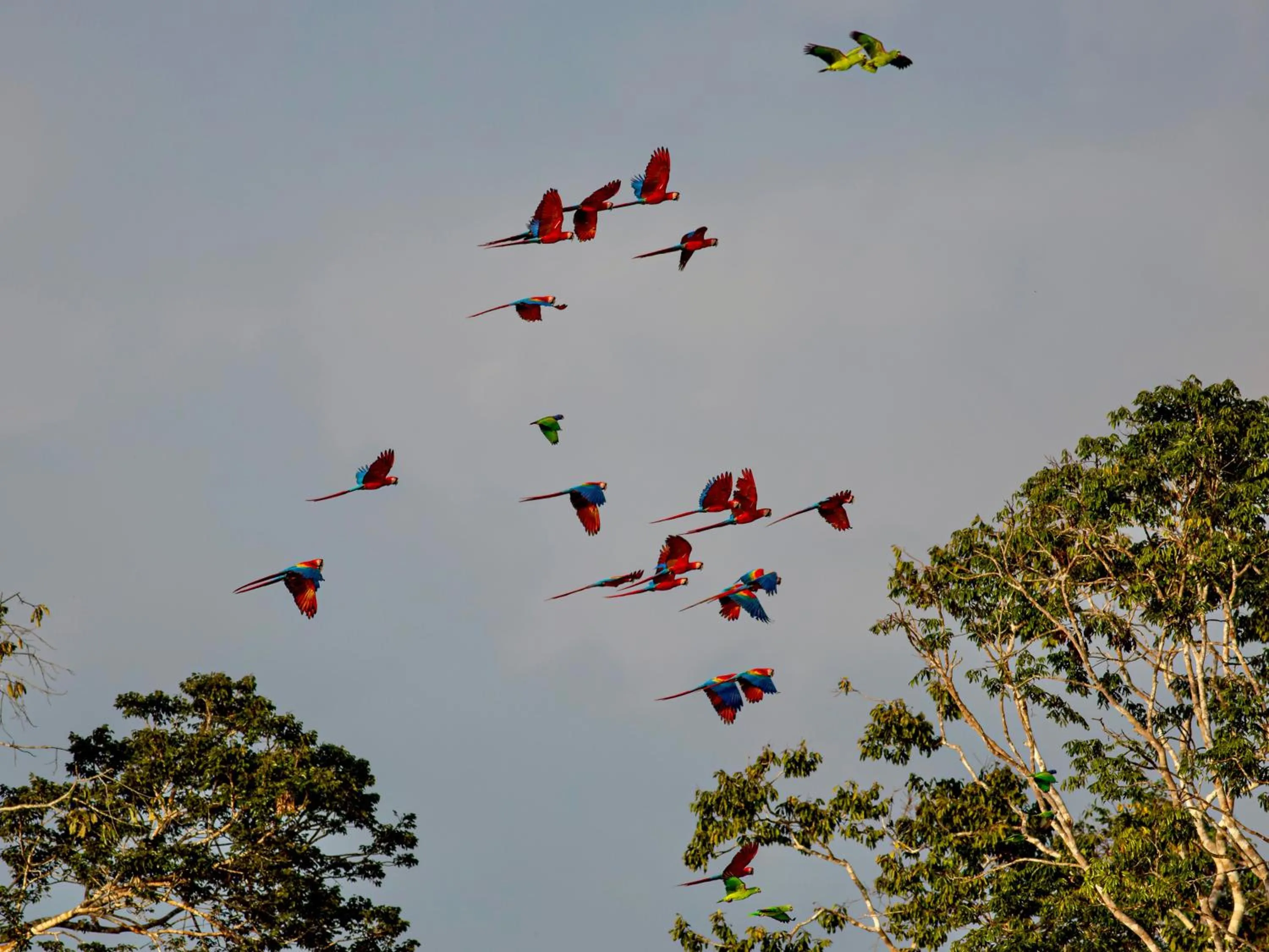Natural landscape in Refugio Amazonas Lodge