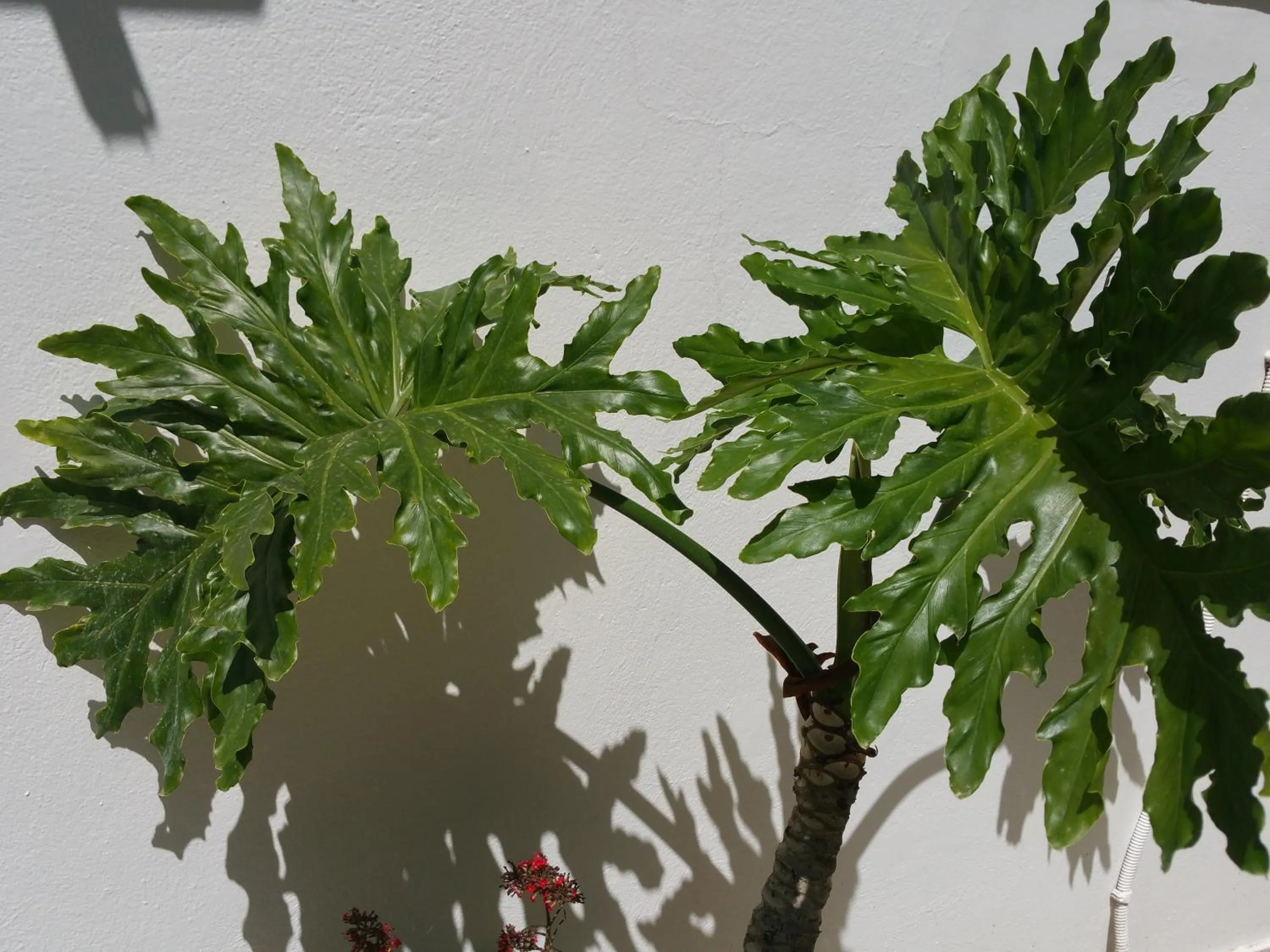 Garden in Gorgona Studios