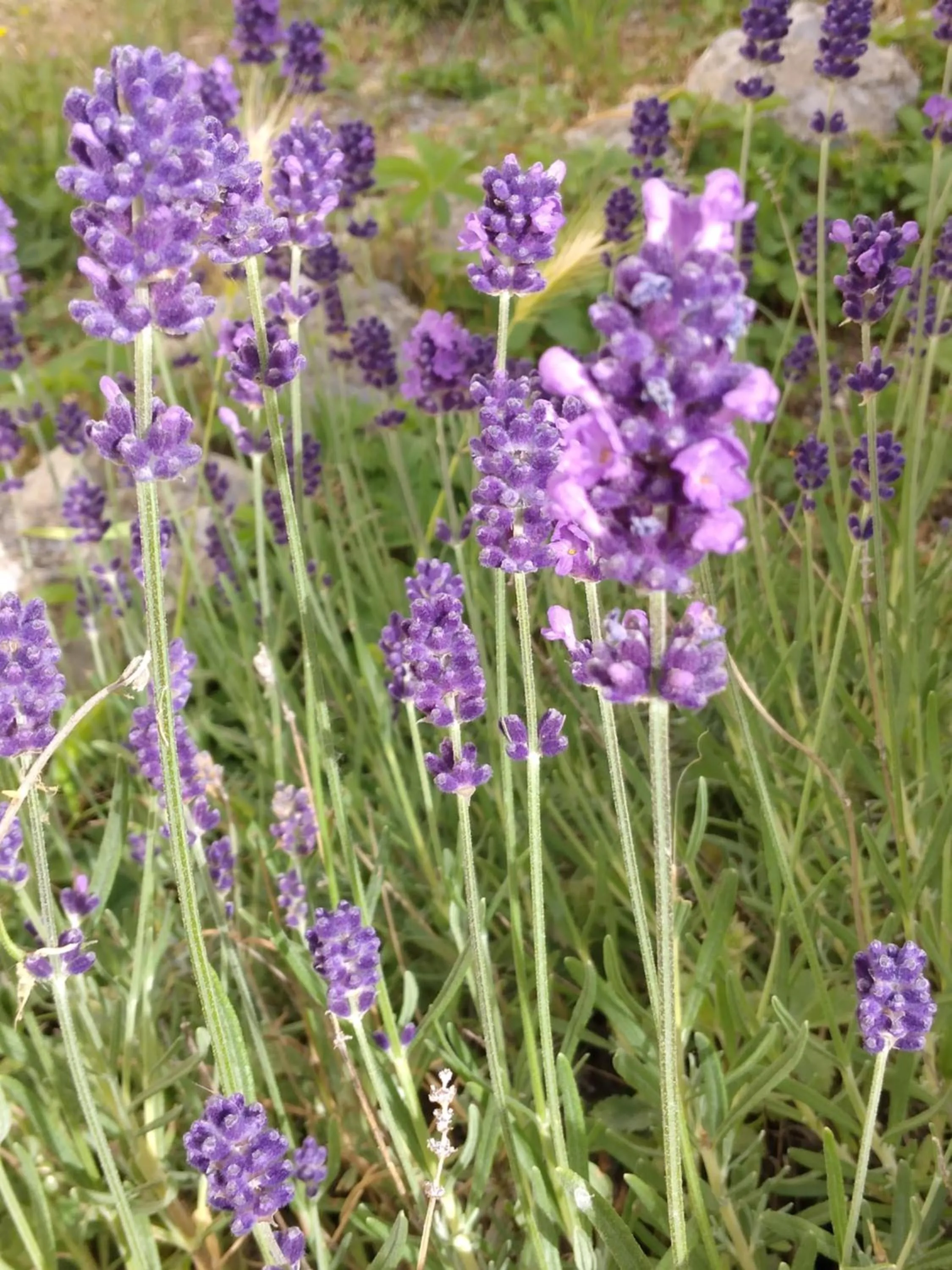 Day in Il Giardino di Julia B&B