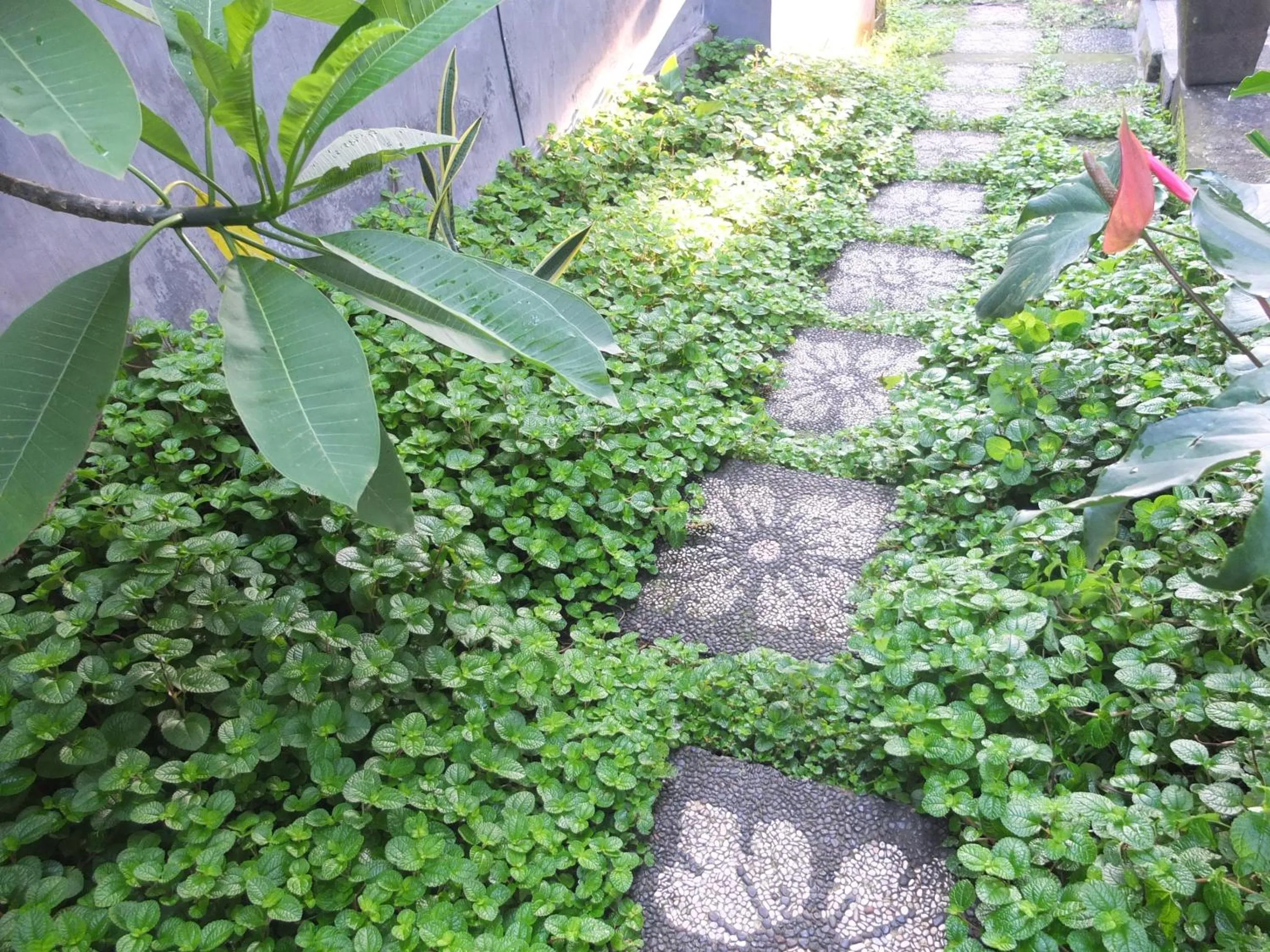 Garden in Ojek's Homestay