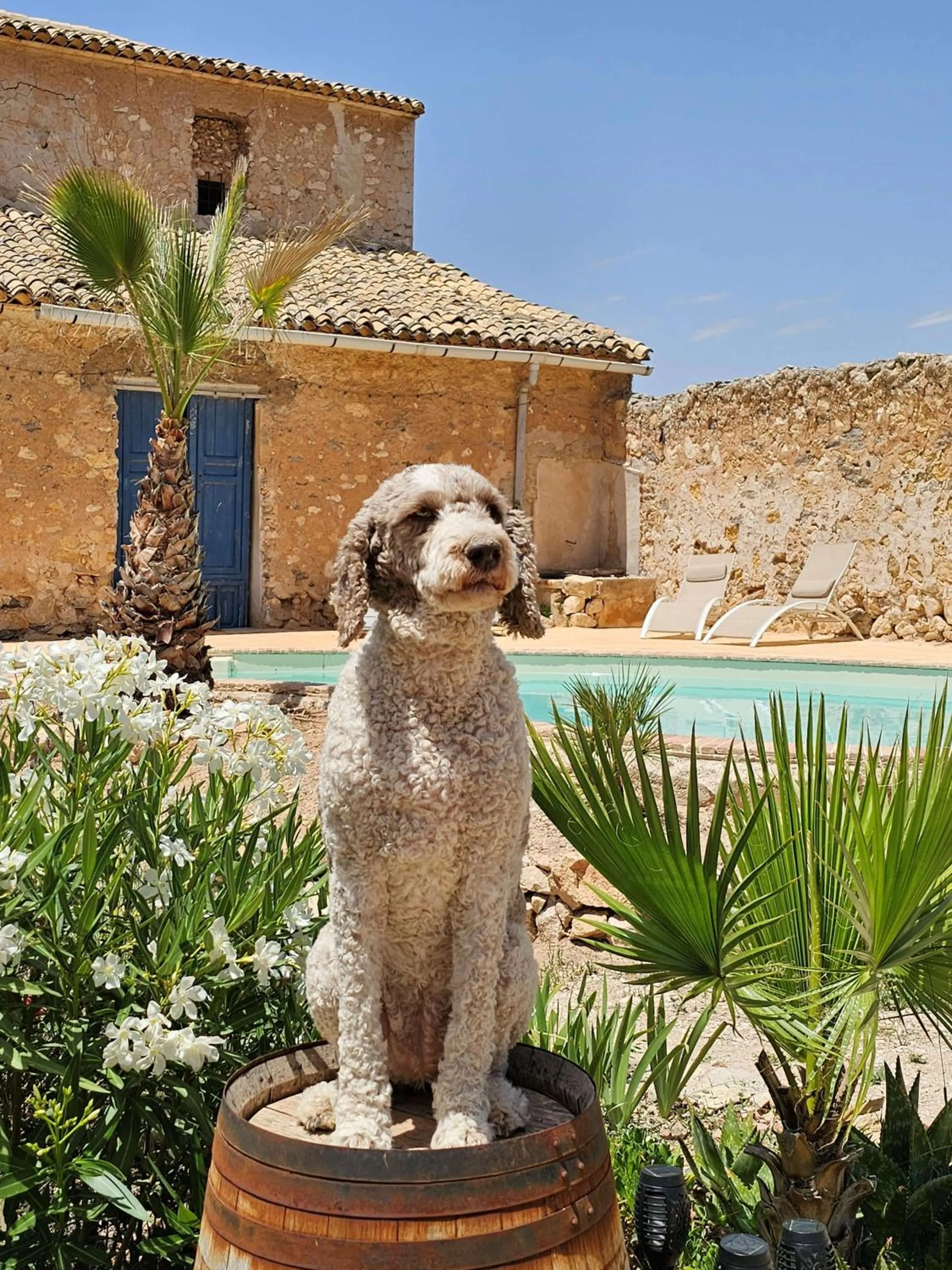 Pets in Casa Rodriguillo