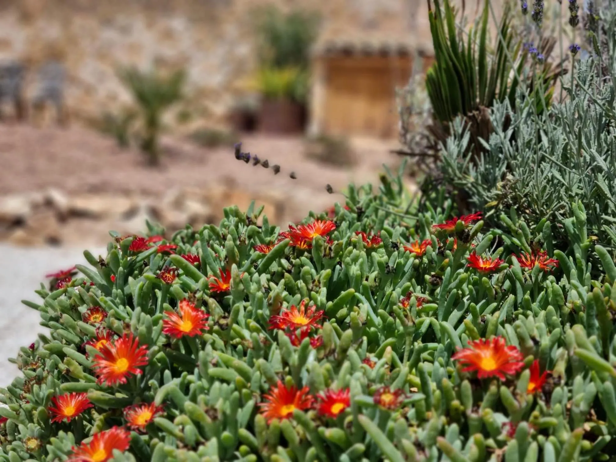 Garden in Casa Rodriguillo