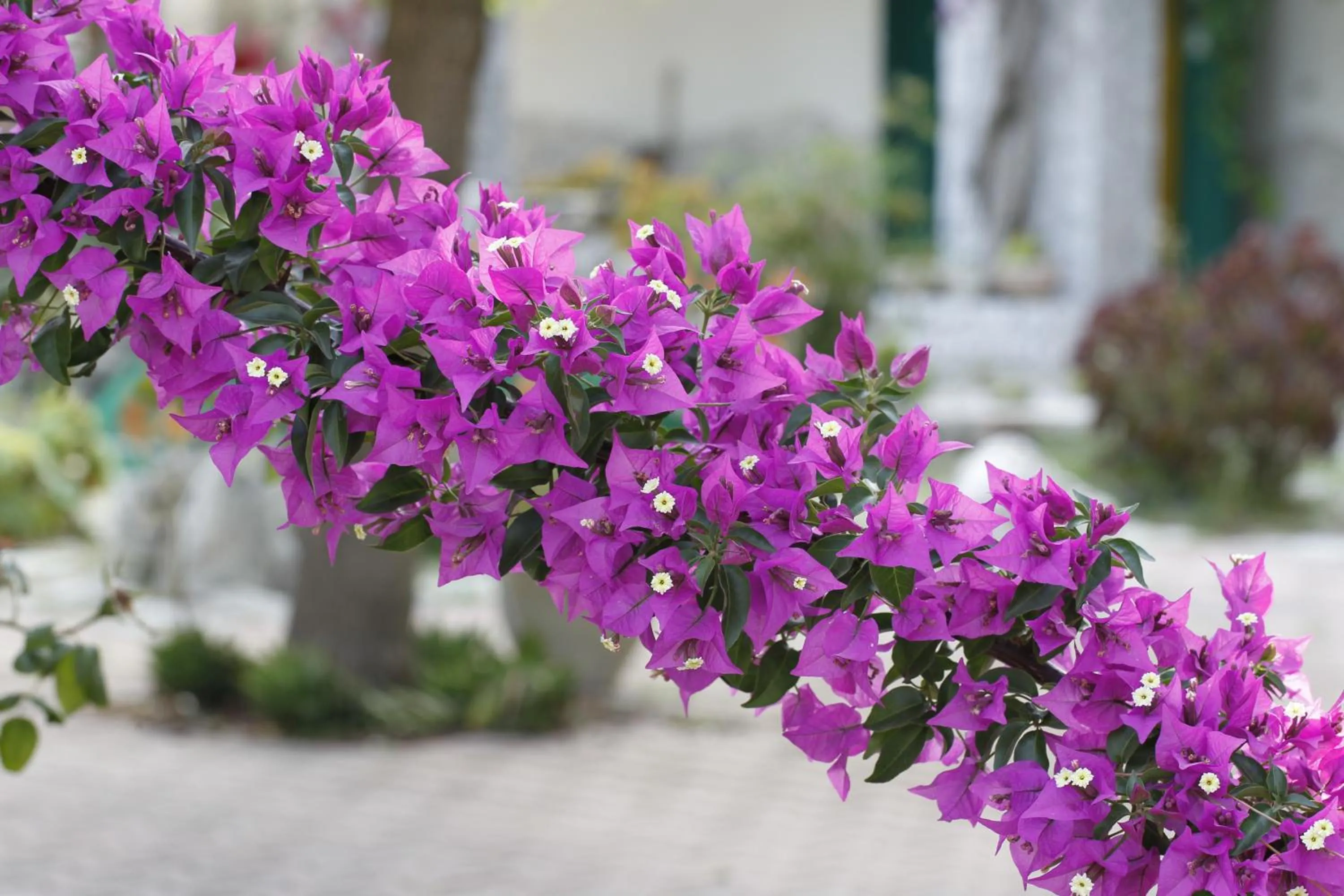 Garden in Agriturismo Posta Pastorella