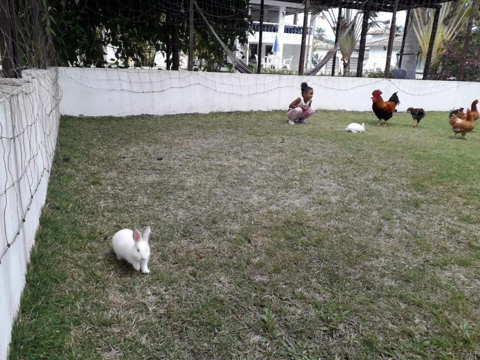 Animals in Jabaquara Beach Resort