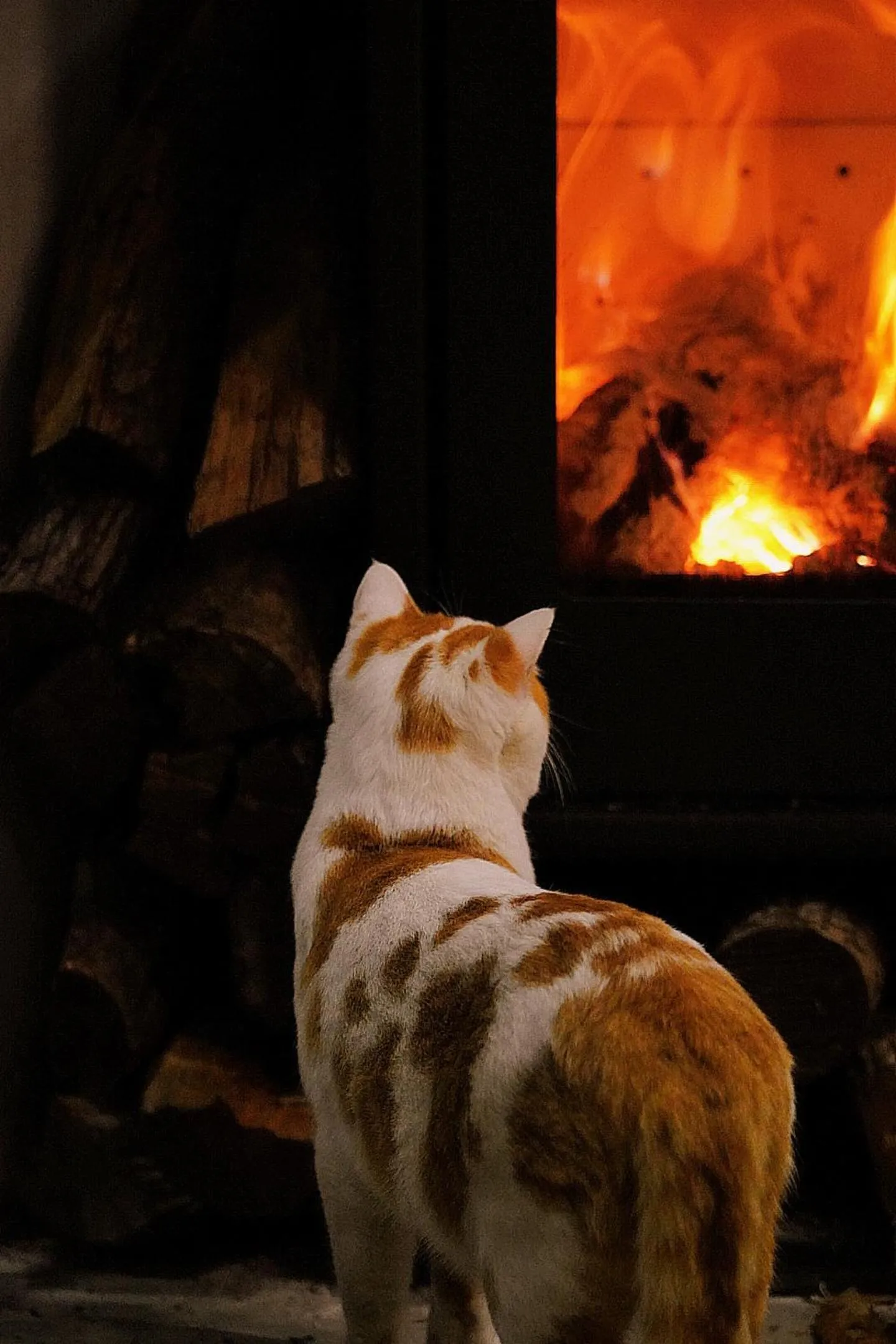 Pets in Phoenix Hall House Hotel