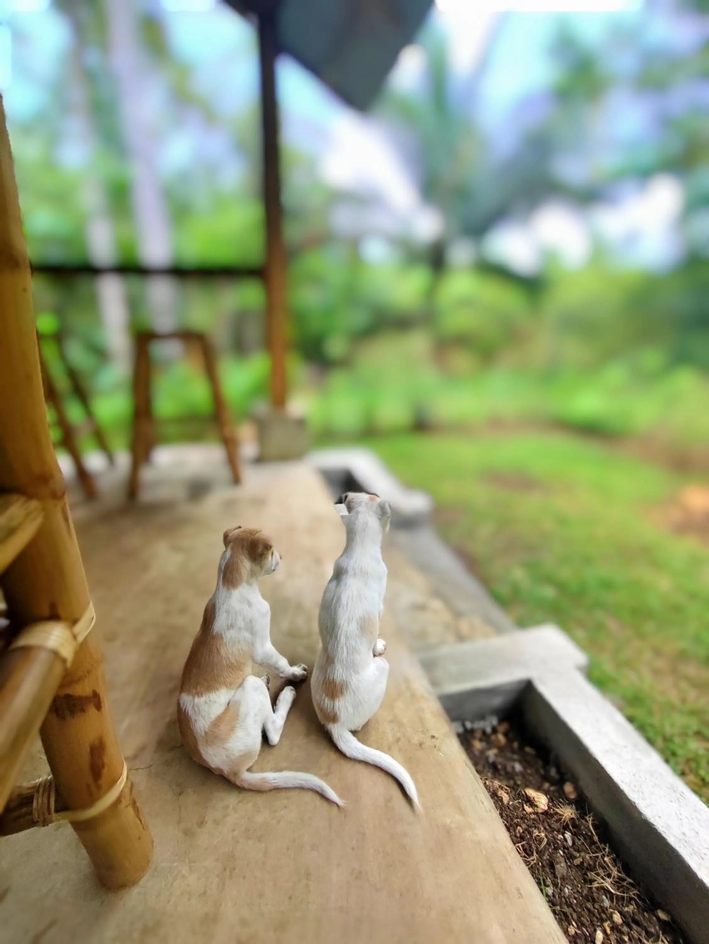 Animals in Rose Apartments