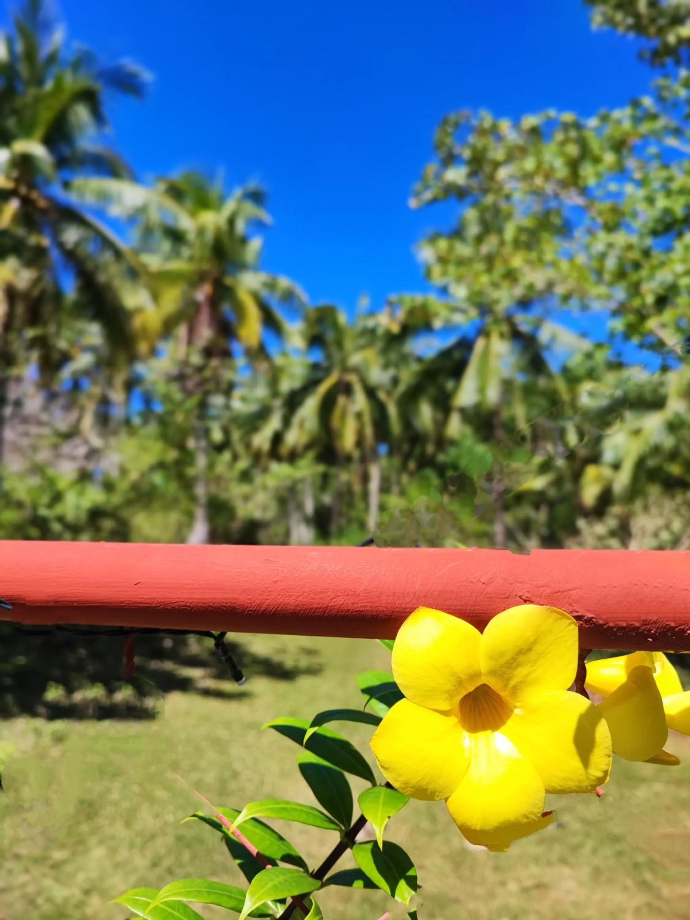 Garden view in Rose Apartments