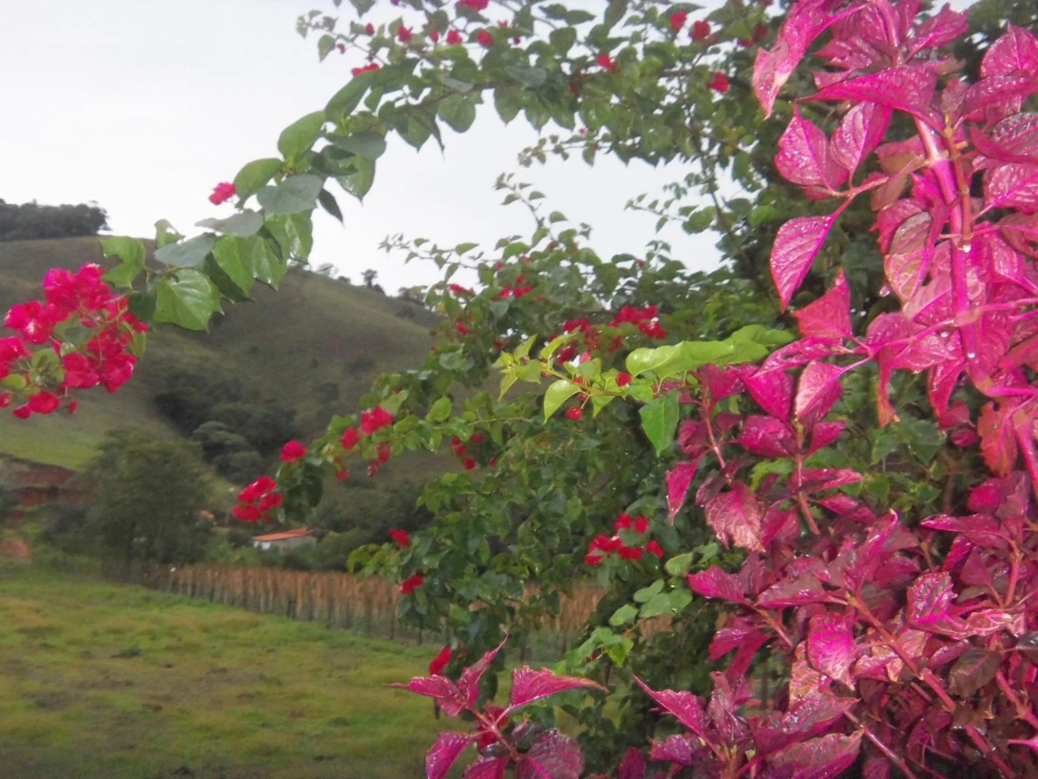 Garden in Pousada Rota dos Pássaros