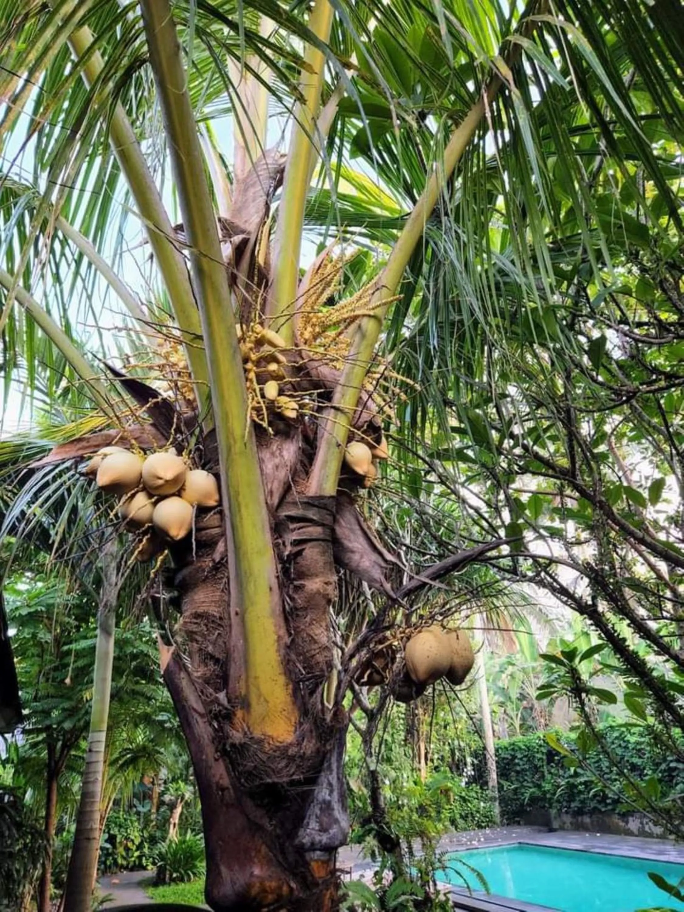 Garden in Ubad Retreat