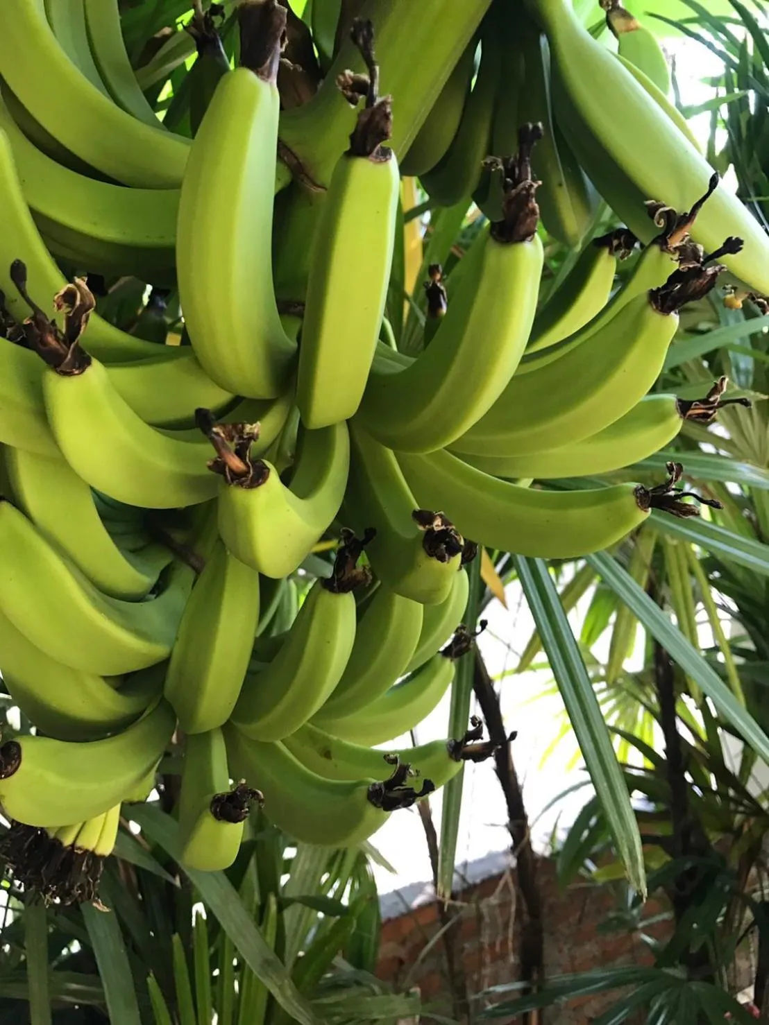 Food in Jim Guesthouse