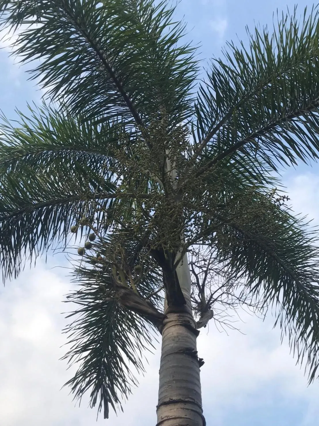 Garden in Jim Guesthouse