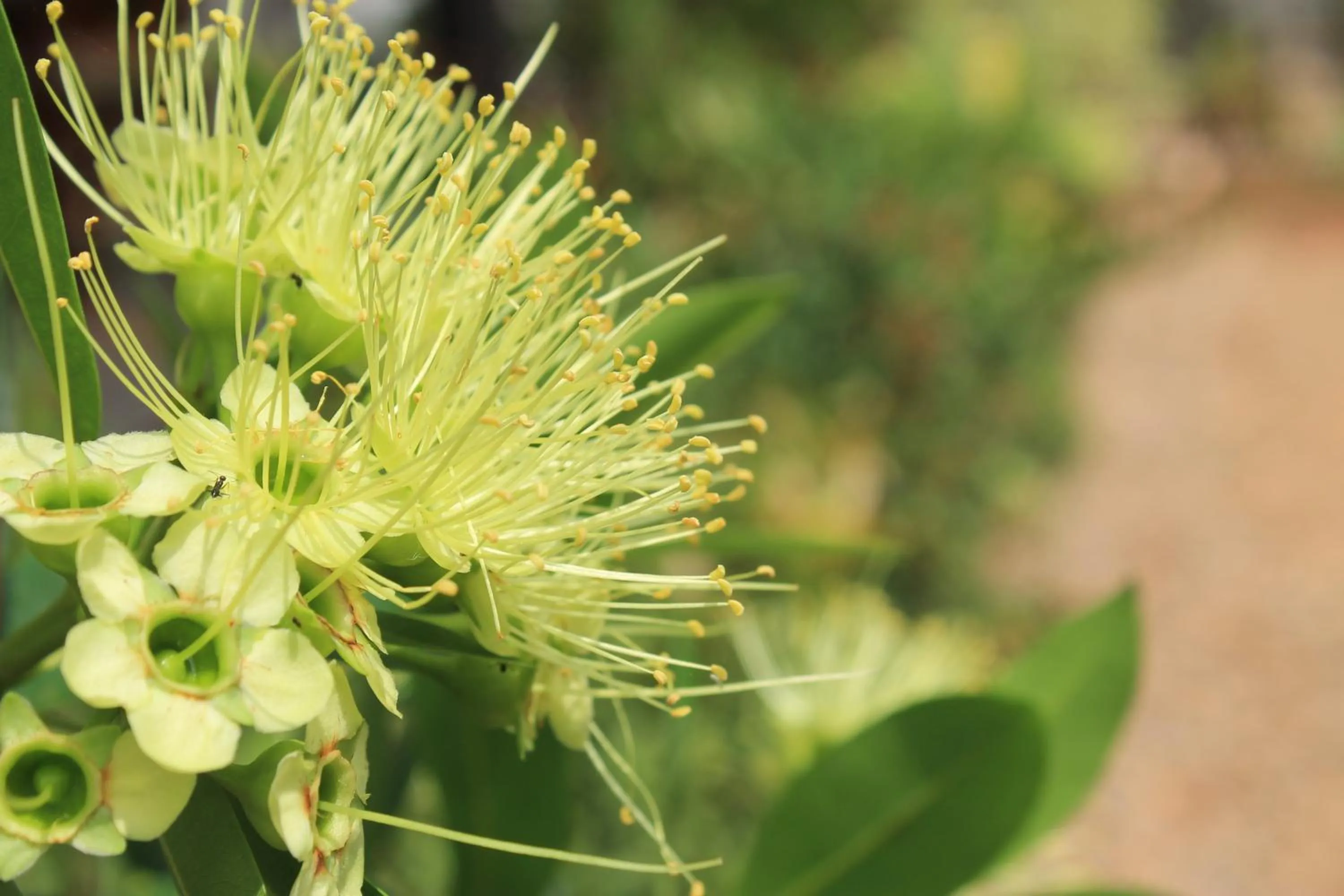 Garden in Jim Guesthouse