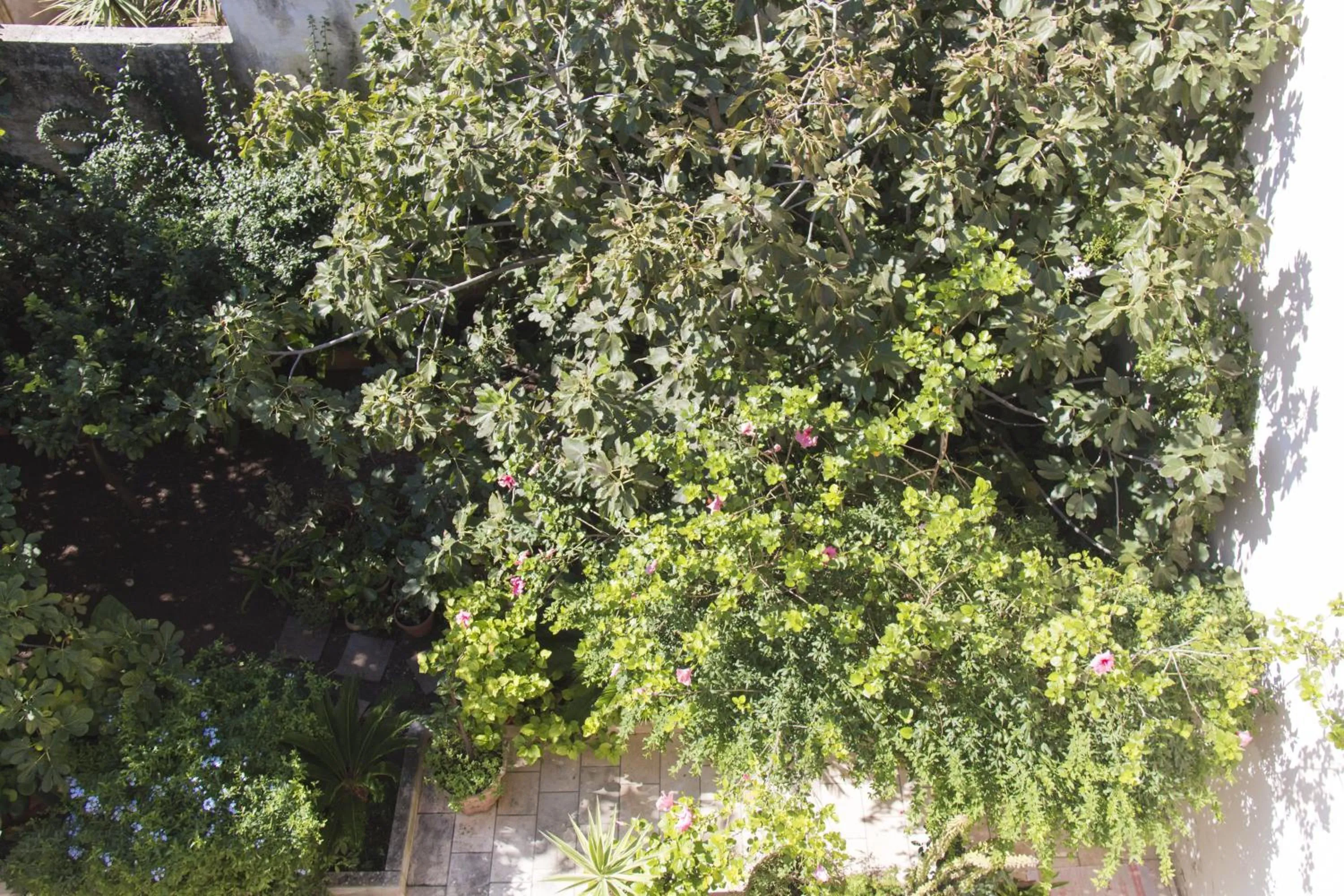 Garden view in B&B Luxury