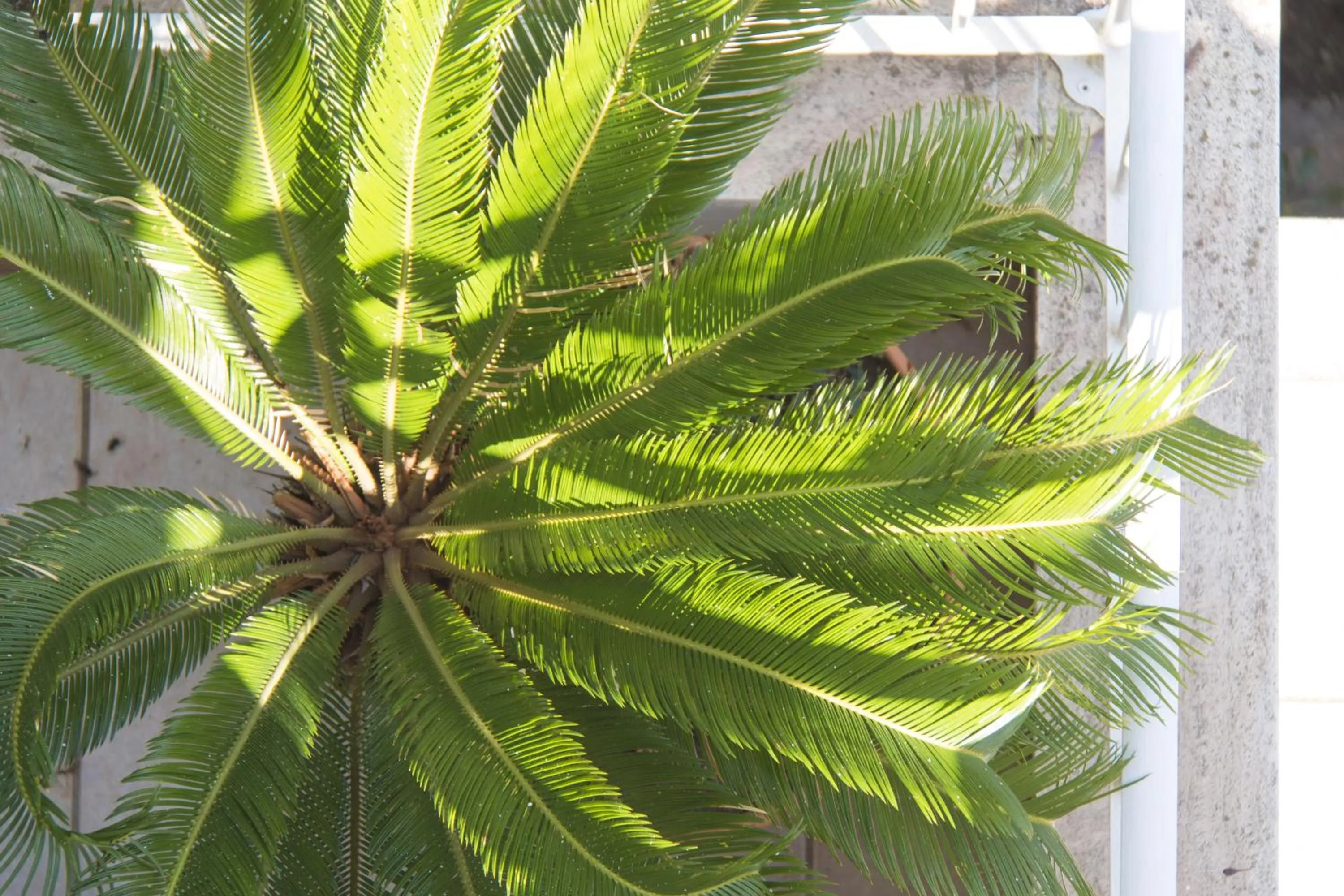 Balcony/Terrace in B&B Luxury