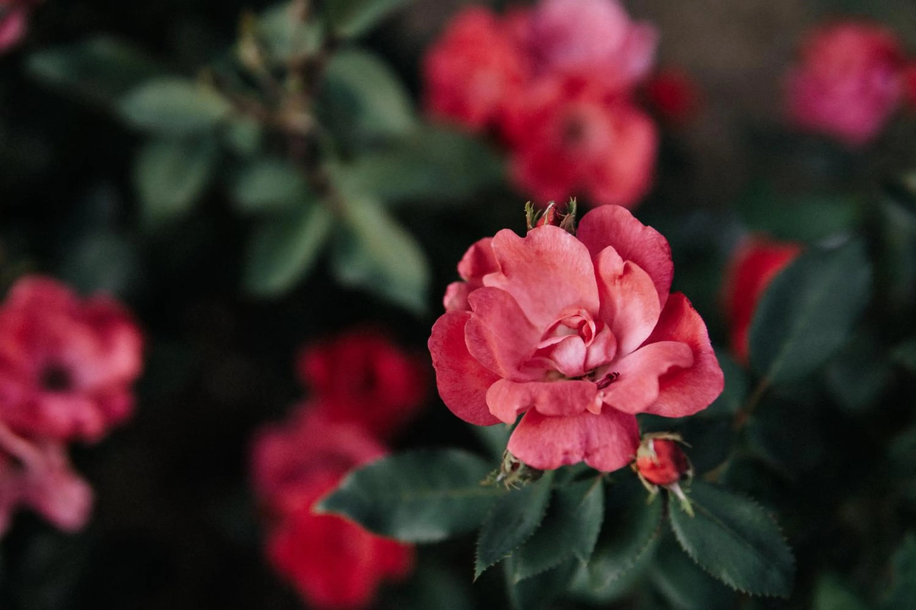 Garden in Hotel Garni Katnau