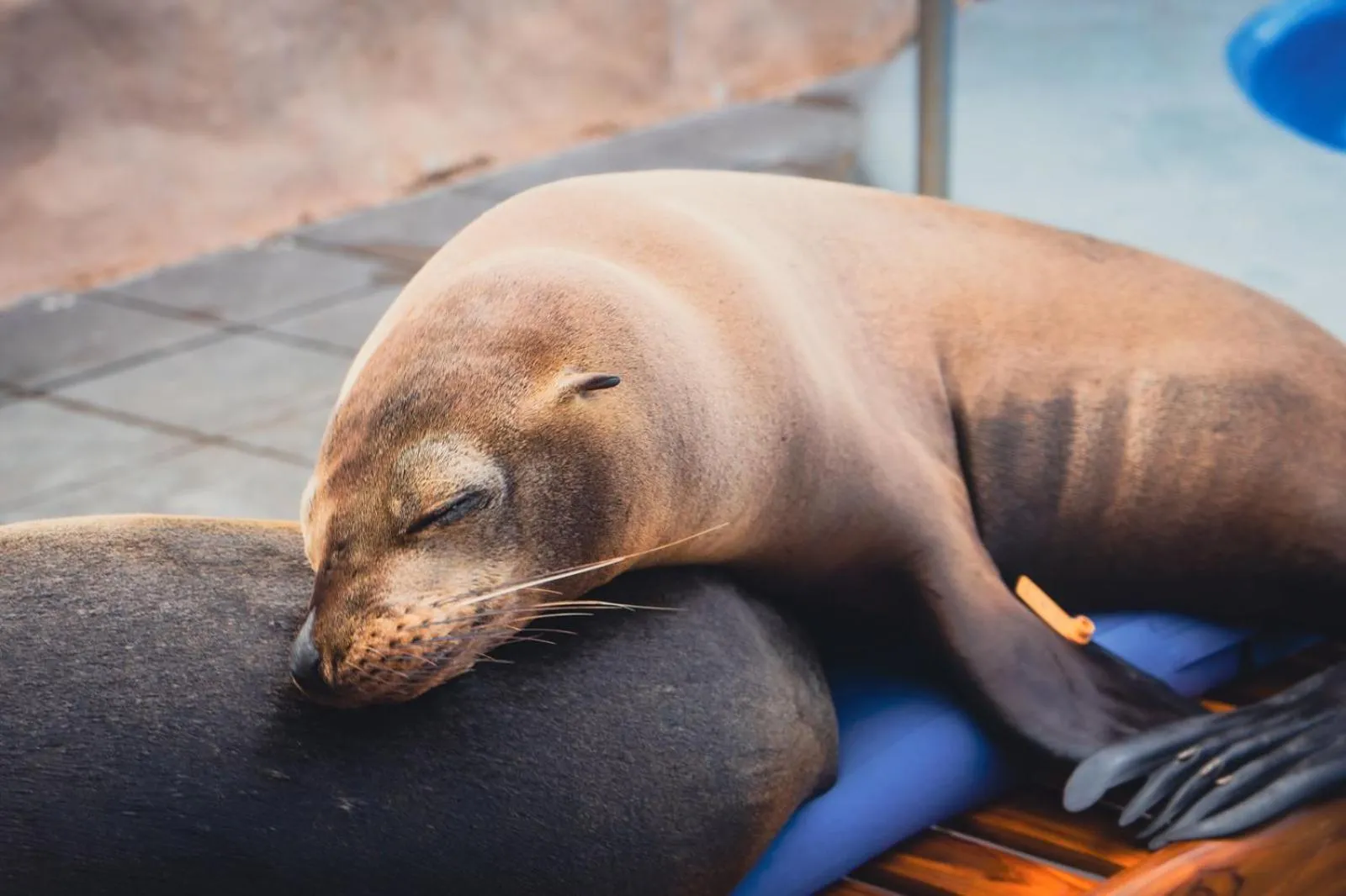 Animals in Hotel Solymar