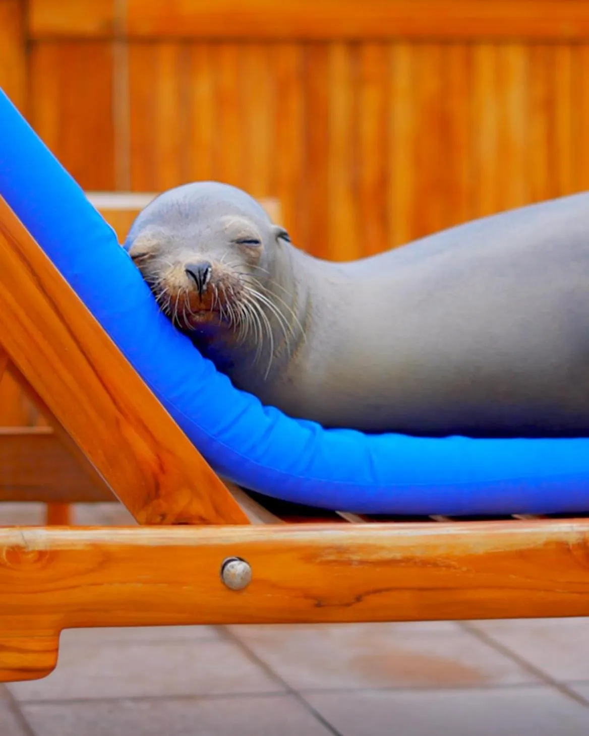 Animals in Hotel Solymar