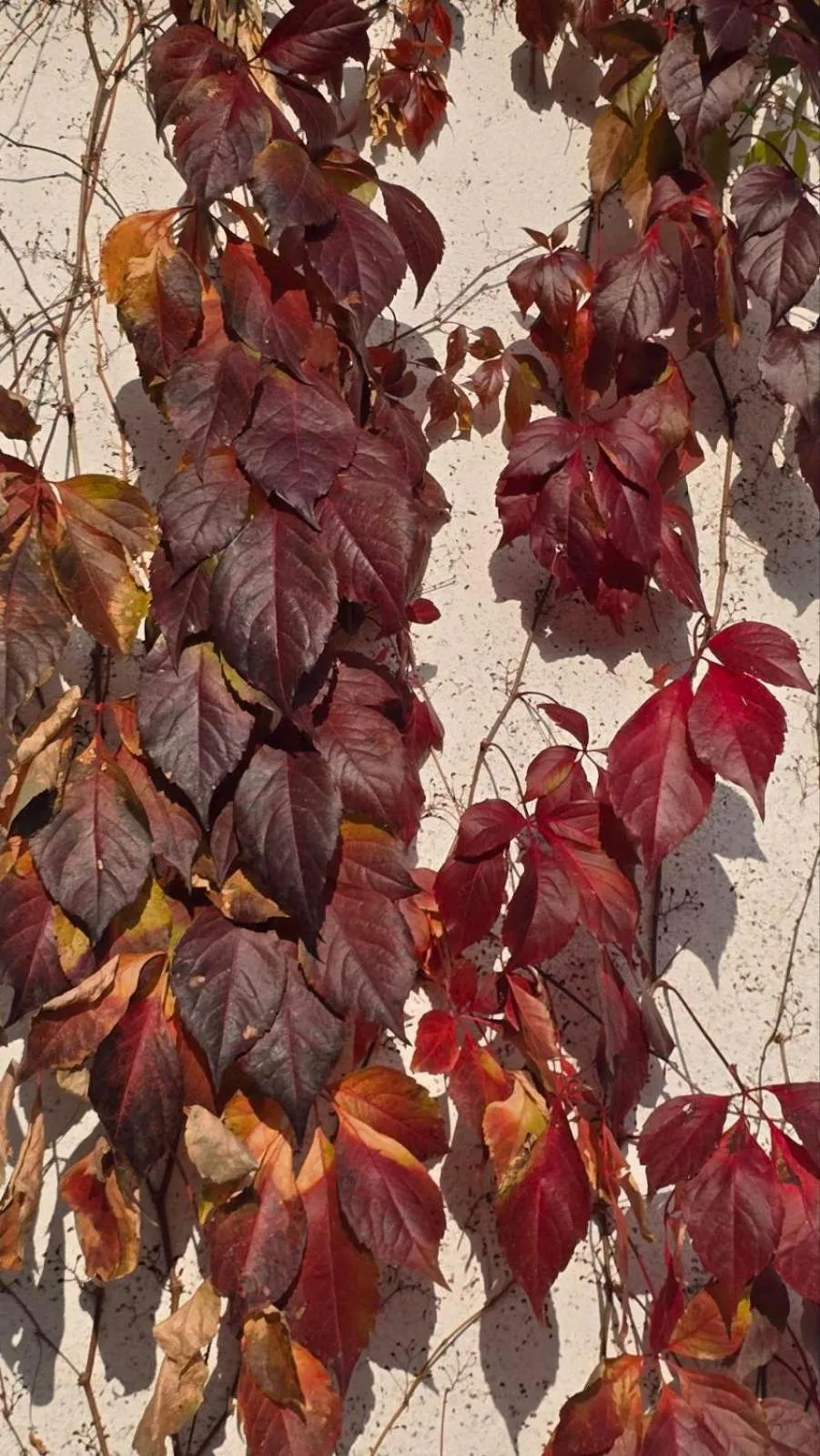 Galeria In The Garden
