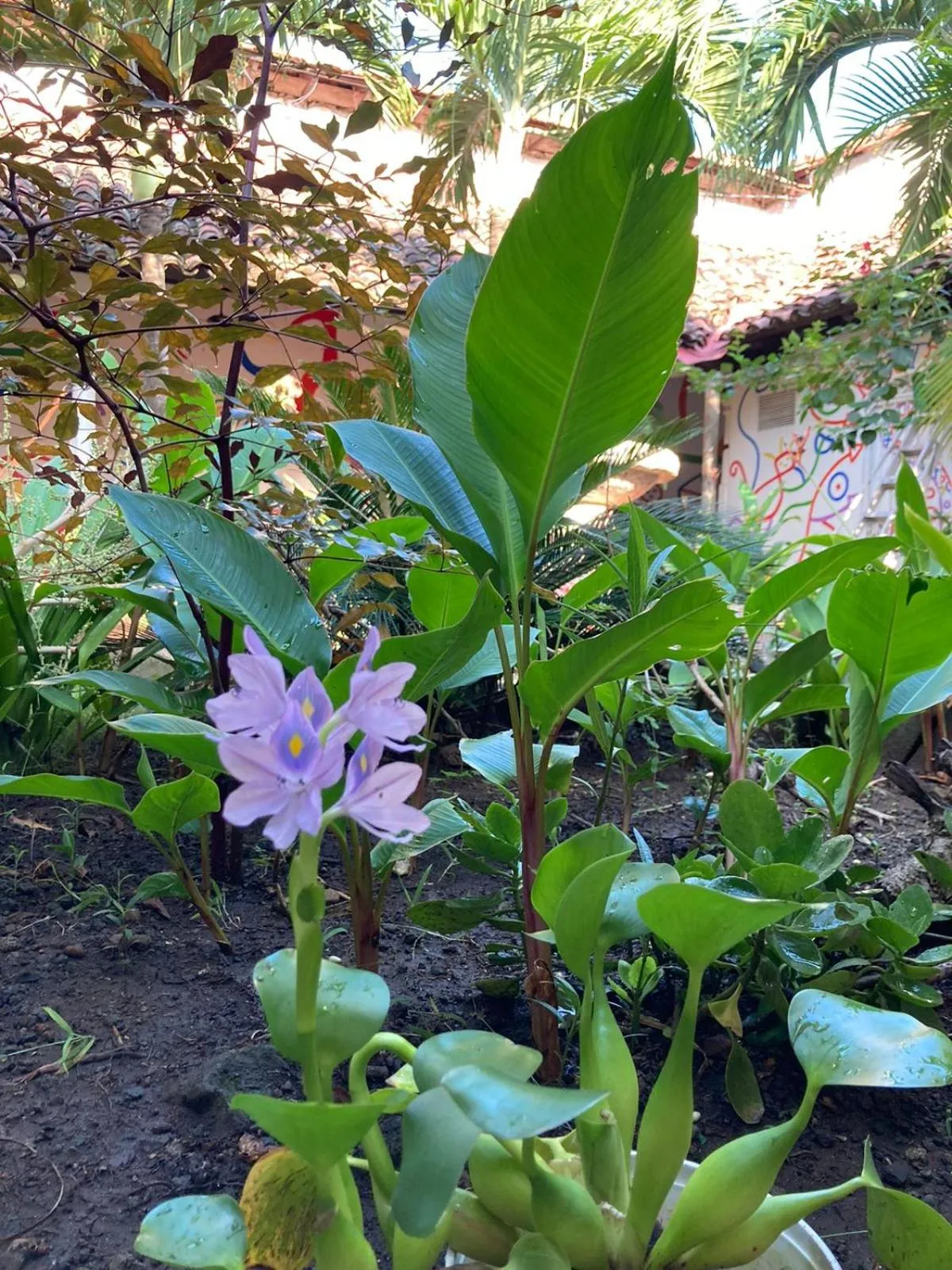 Garden in Cueva Nica