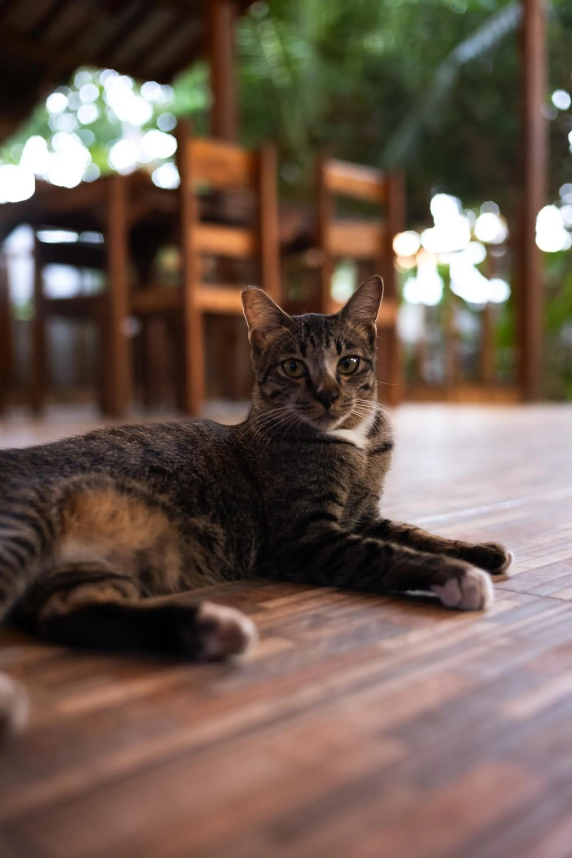 Pets in Florine's Garden