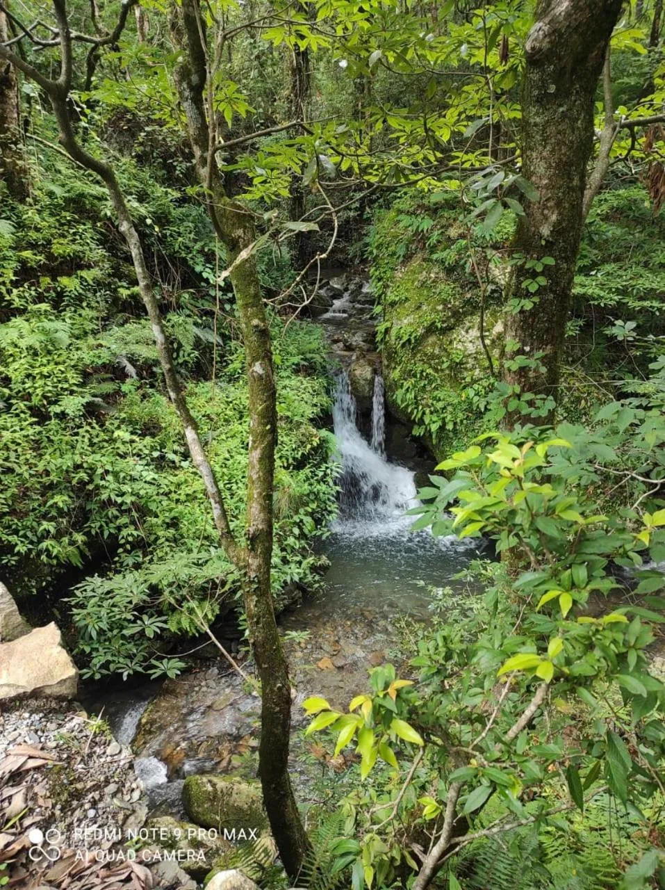 Natural landscape in PINE CROFT AROMA